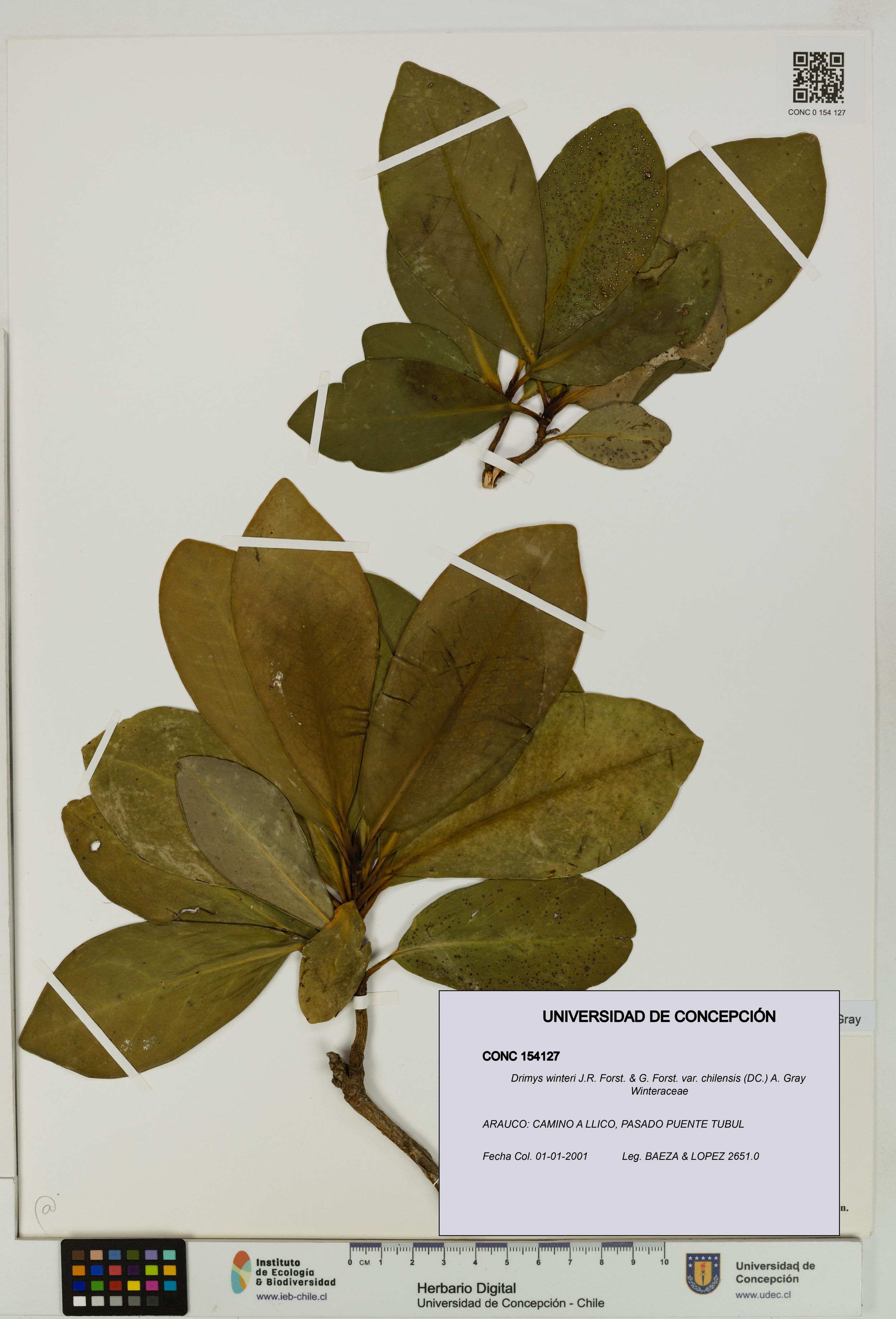 Drimys winteri var. chilensis [Espécimen: ]