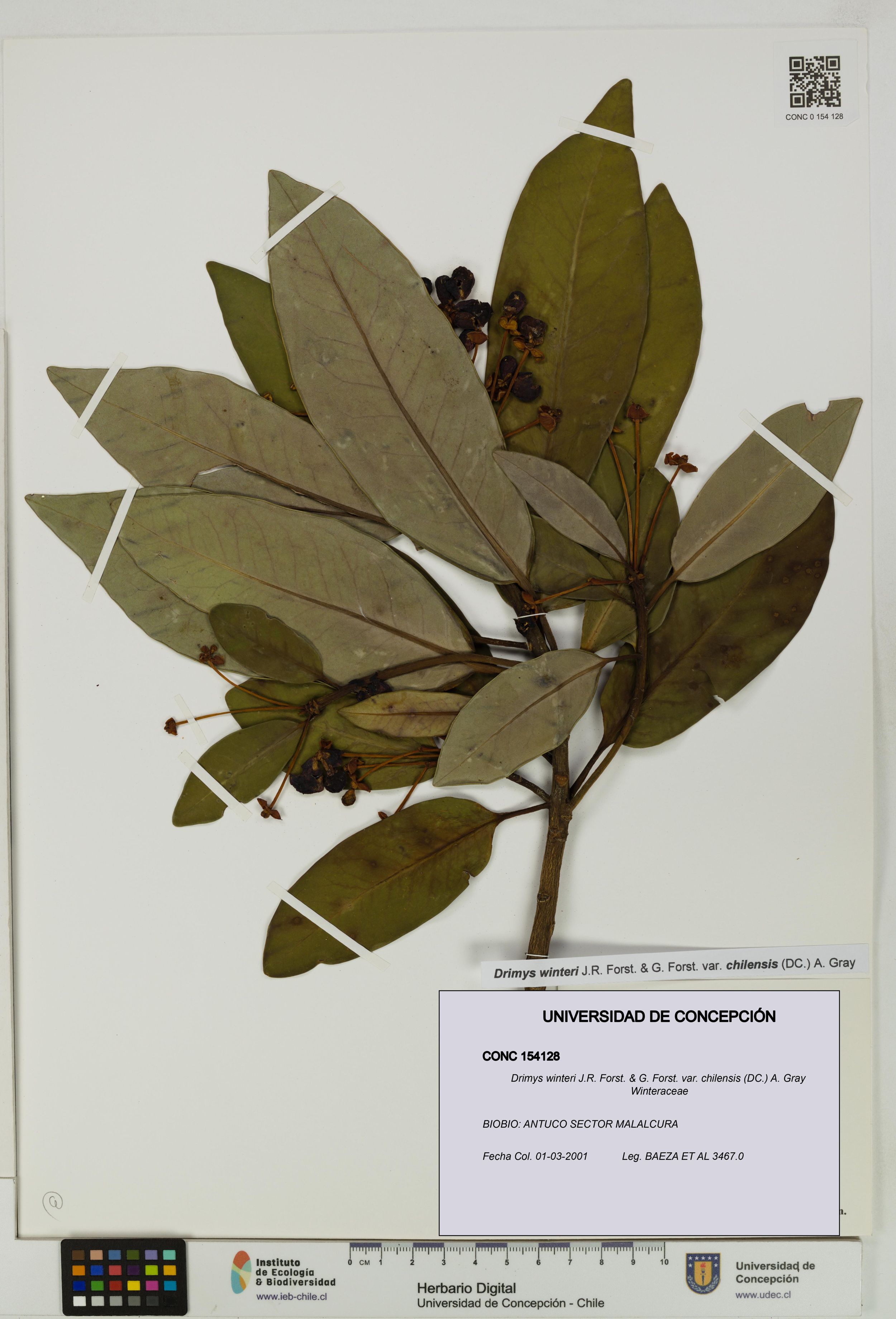 Drimys winteri var. chilensis [Espécimen: ]