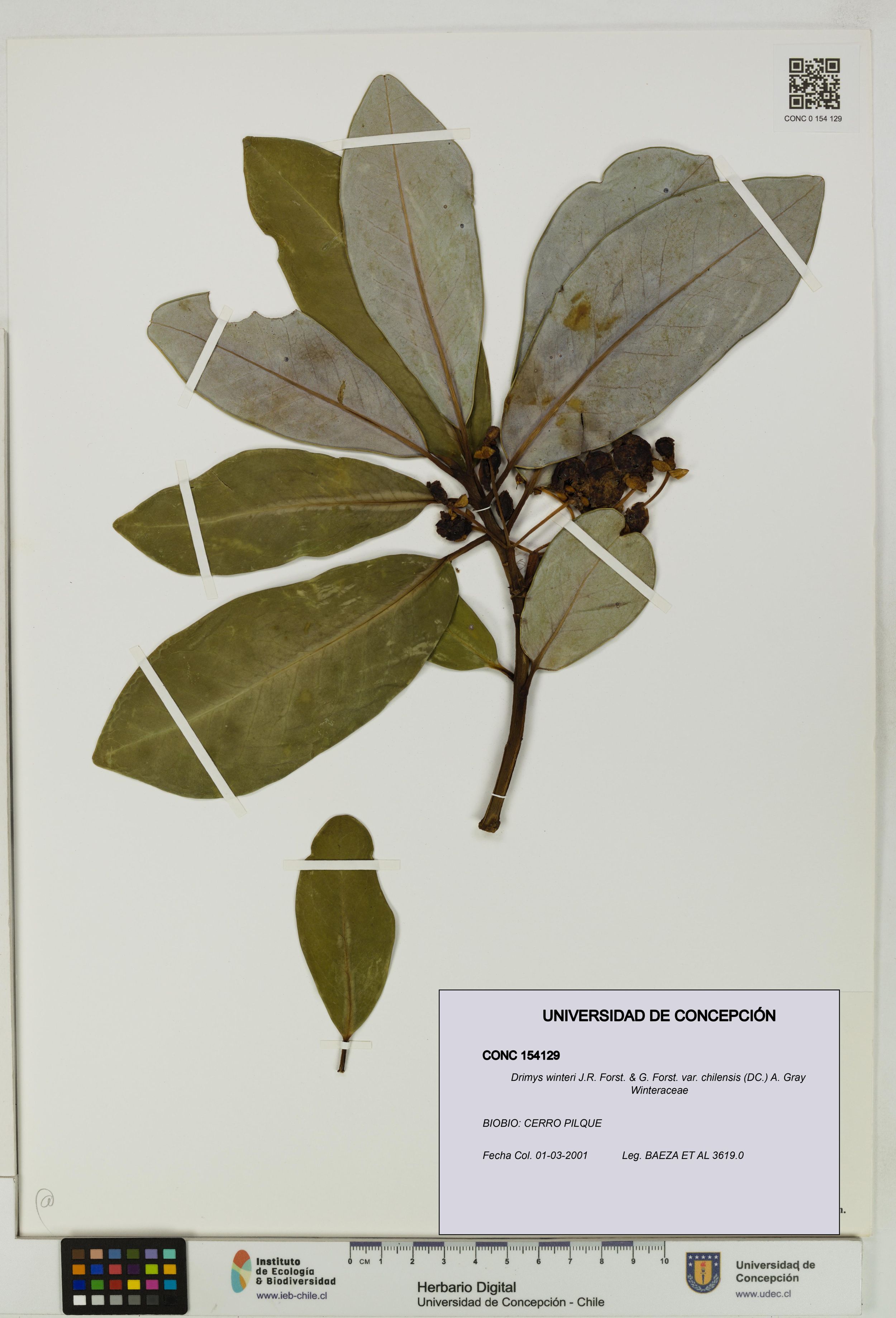 Drimys winteri var. chilensis [Espécimen: ]