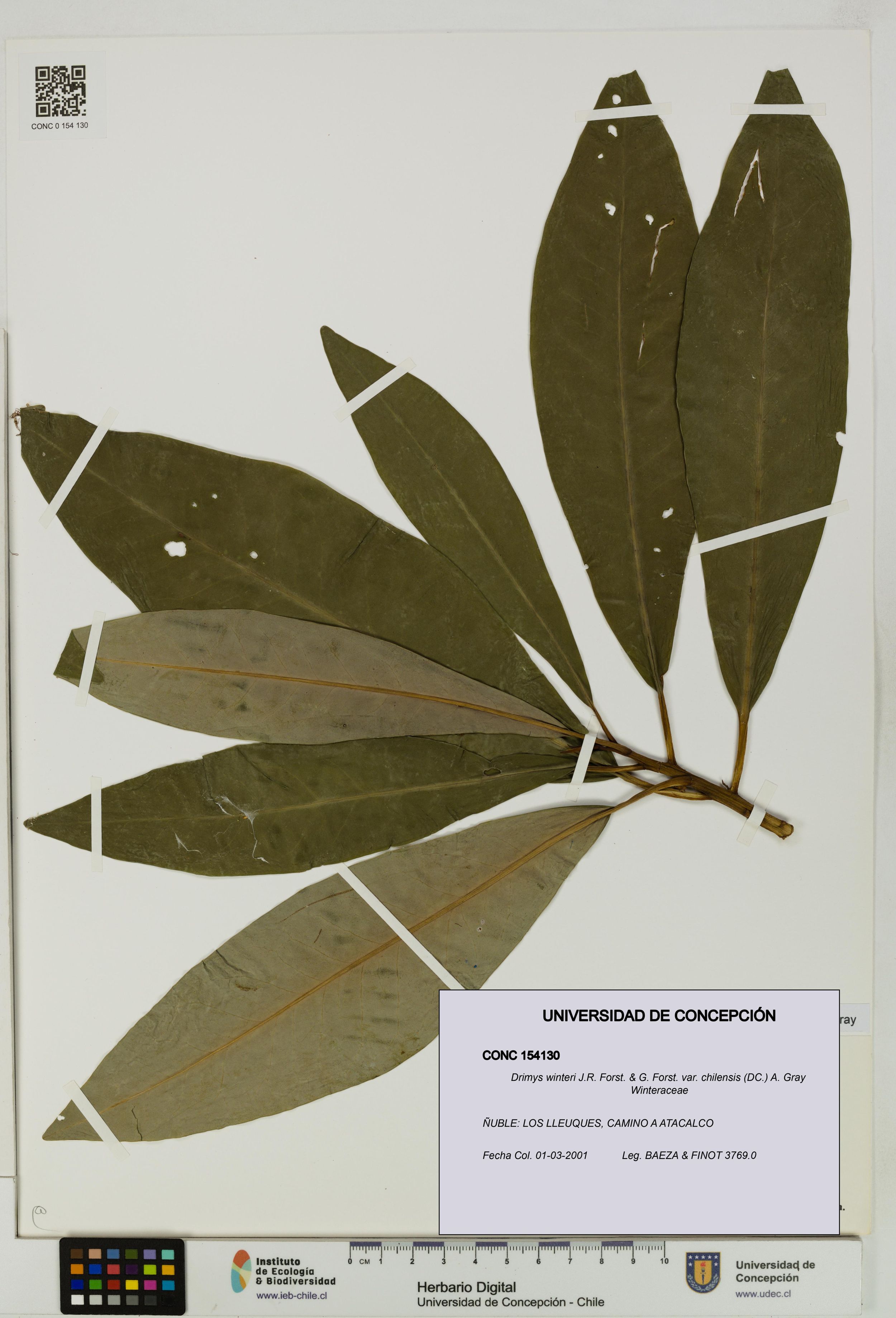 Drimys winteri var. chilensis [Espécimen: ]