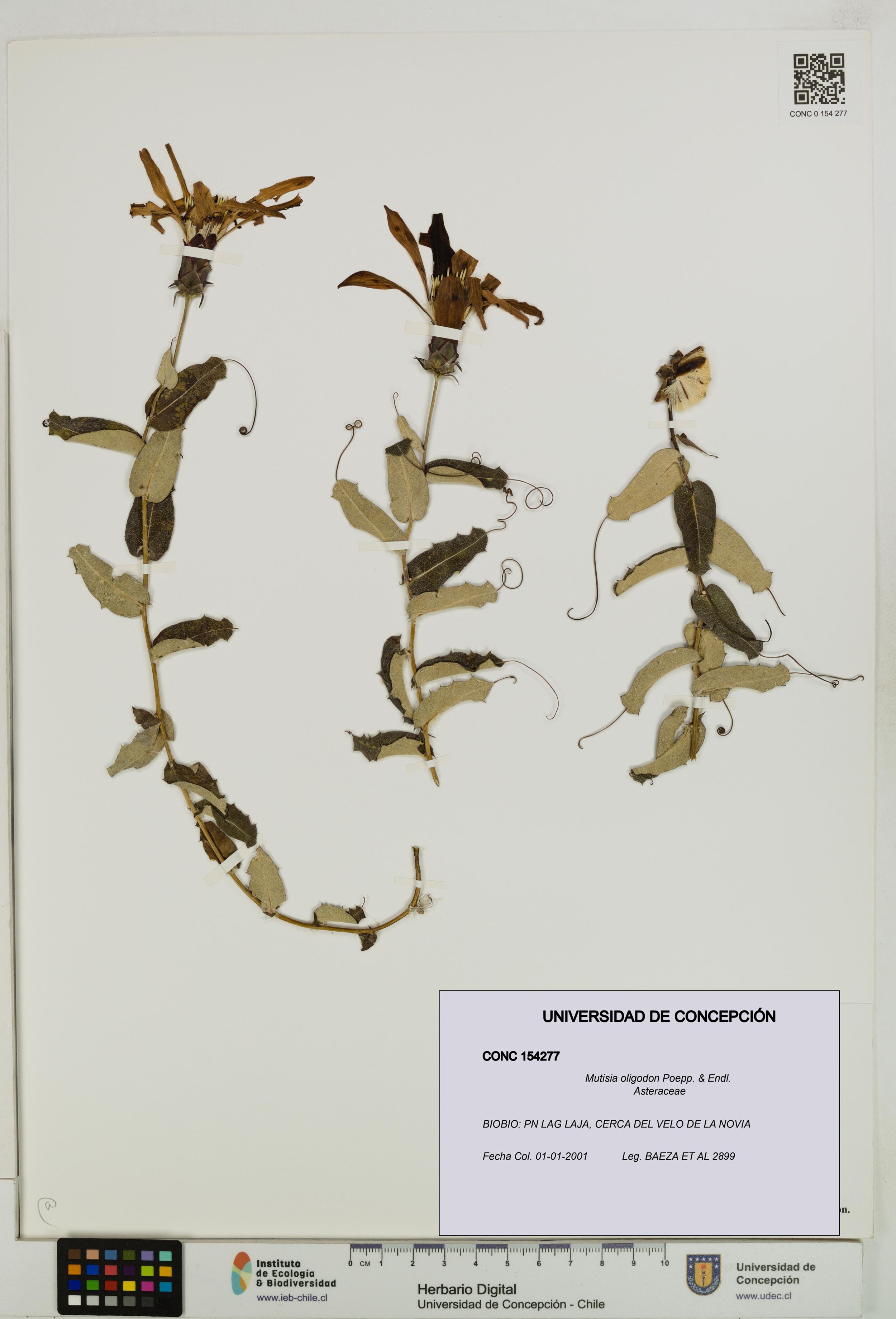 Mutisia oligodon [Espécimen: ]