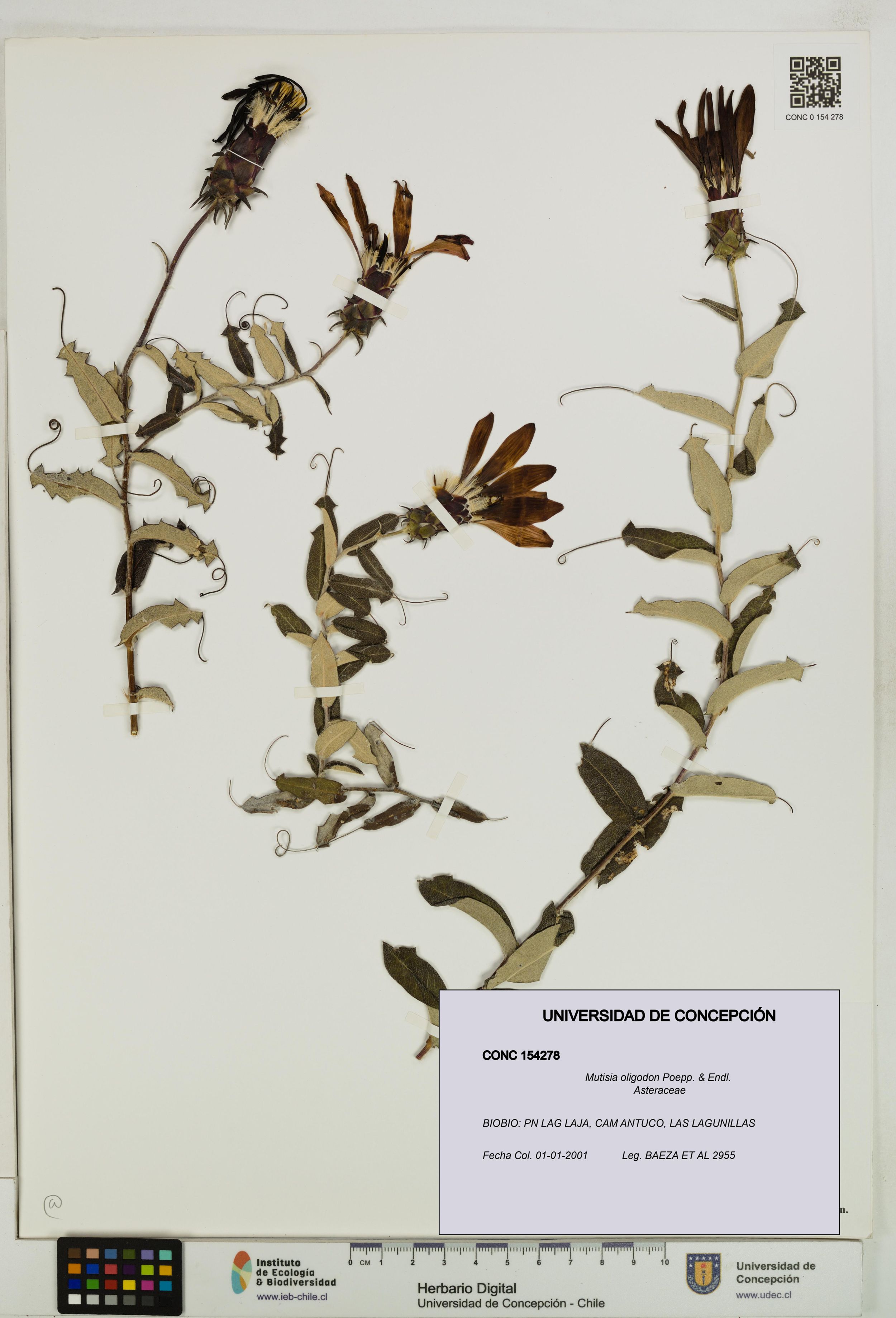 Mutisia oligodon [Espécimen: ]
