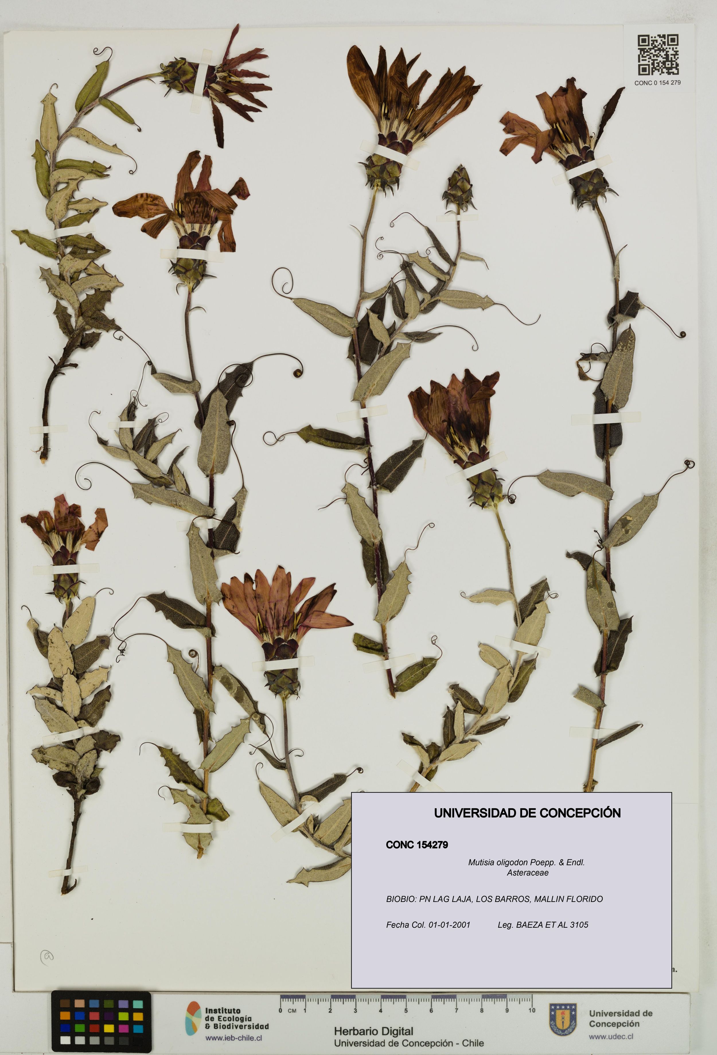 Mutisia oligodon [Espécimen: ]