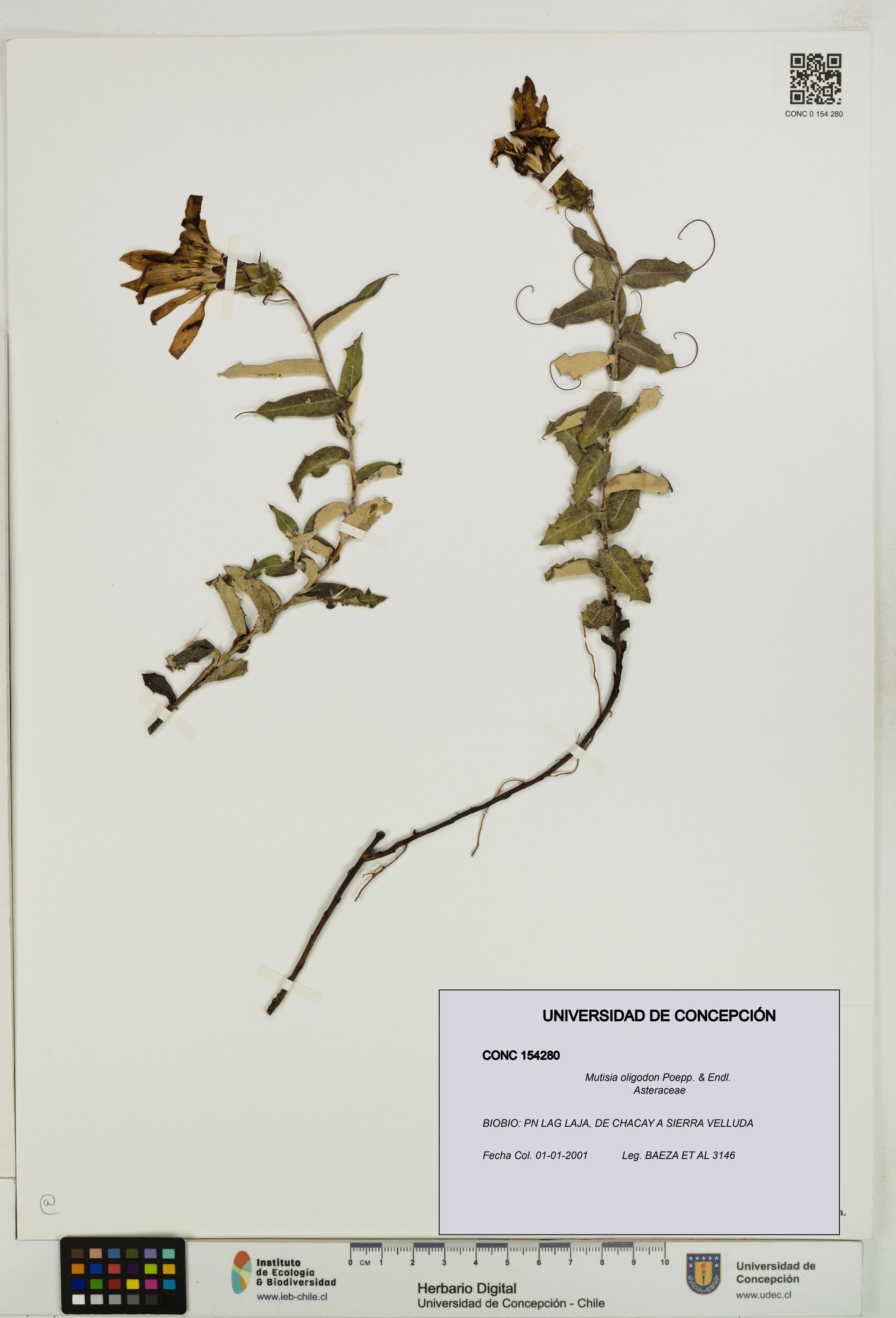 Mutisia oligodon [Espécimen: ]