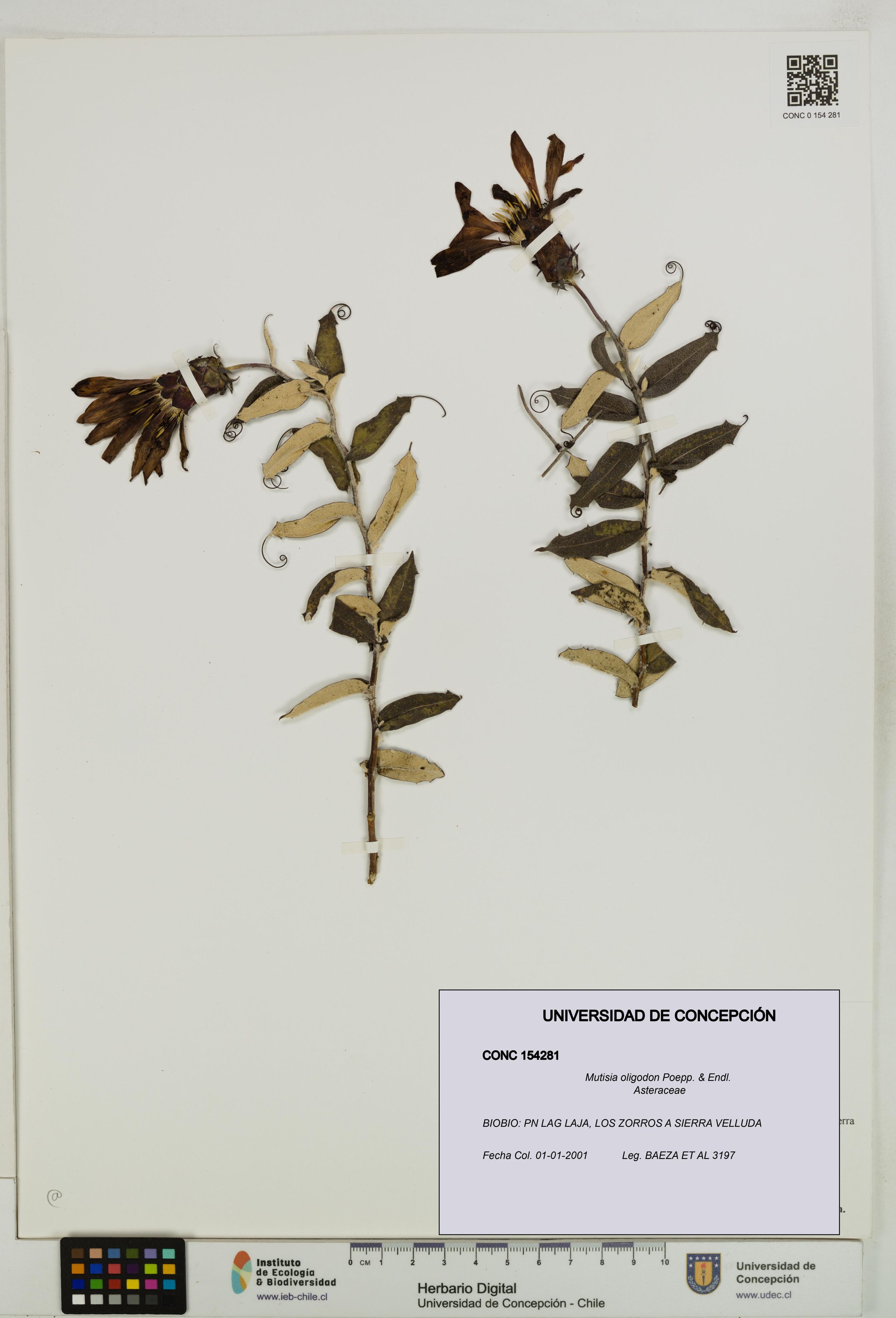 Mutisia oligodon [Espécimen: ]