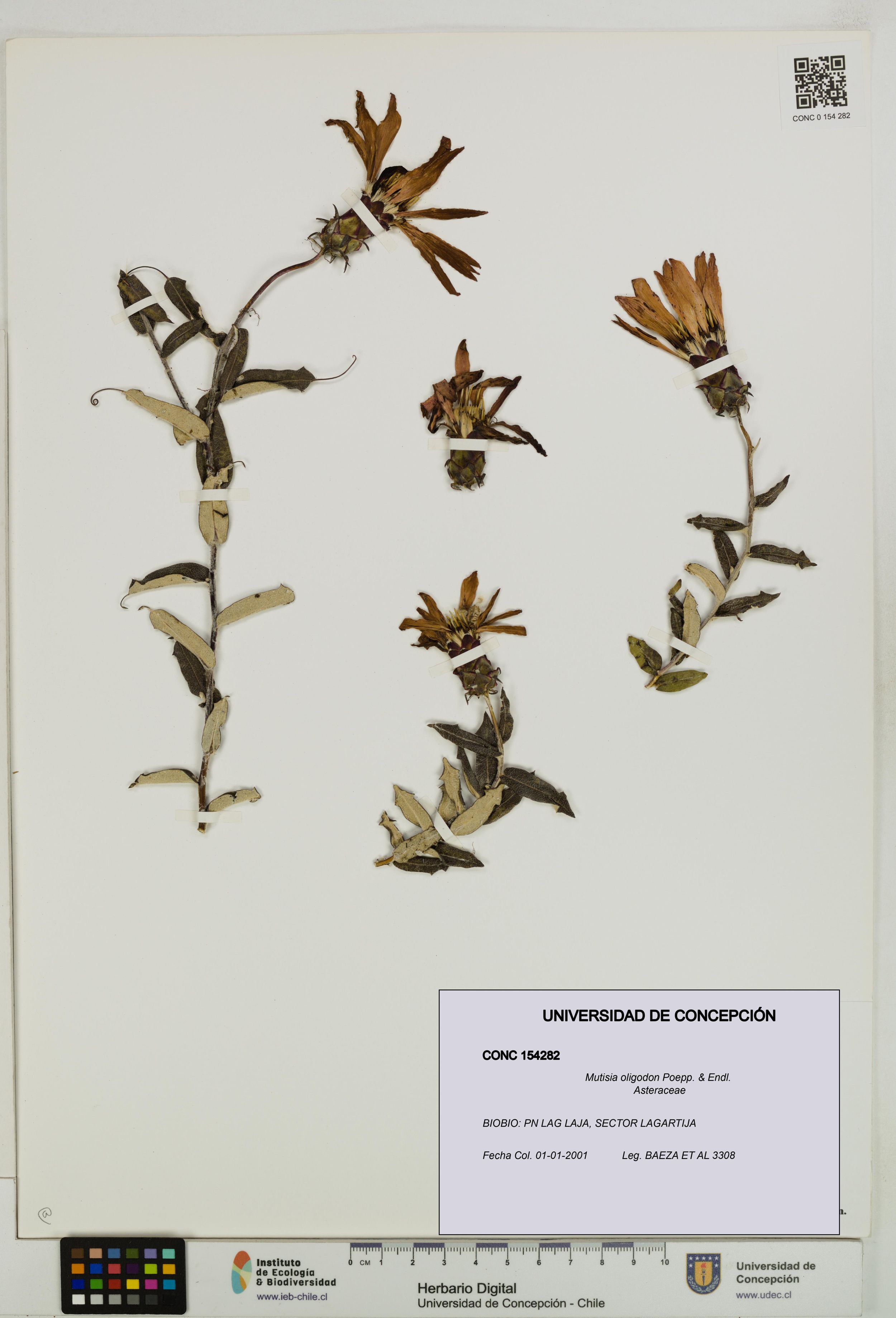 Mutisia oligodon [Espécimen: ]