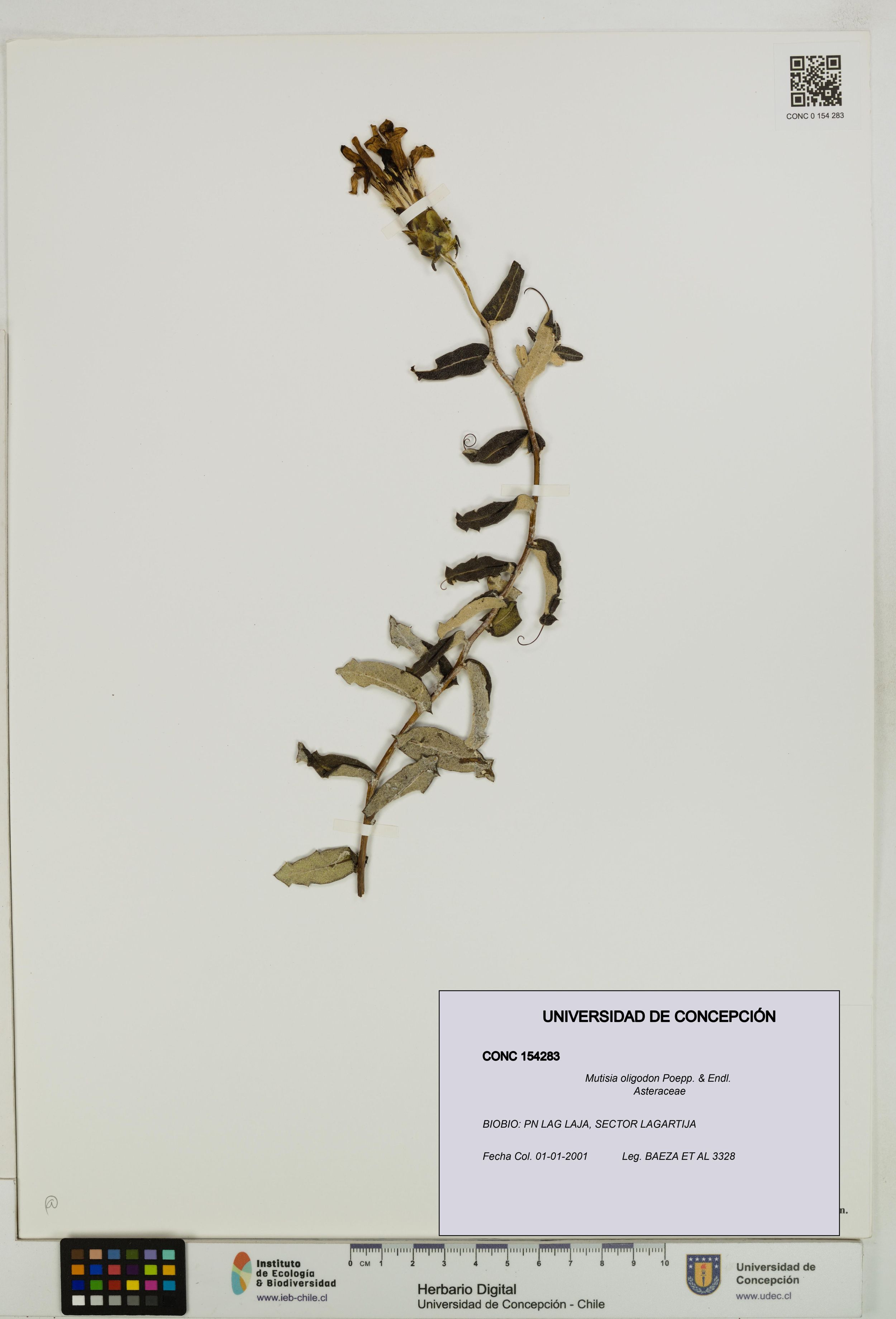 Mutisia oligodon [Espécimen: ]
