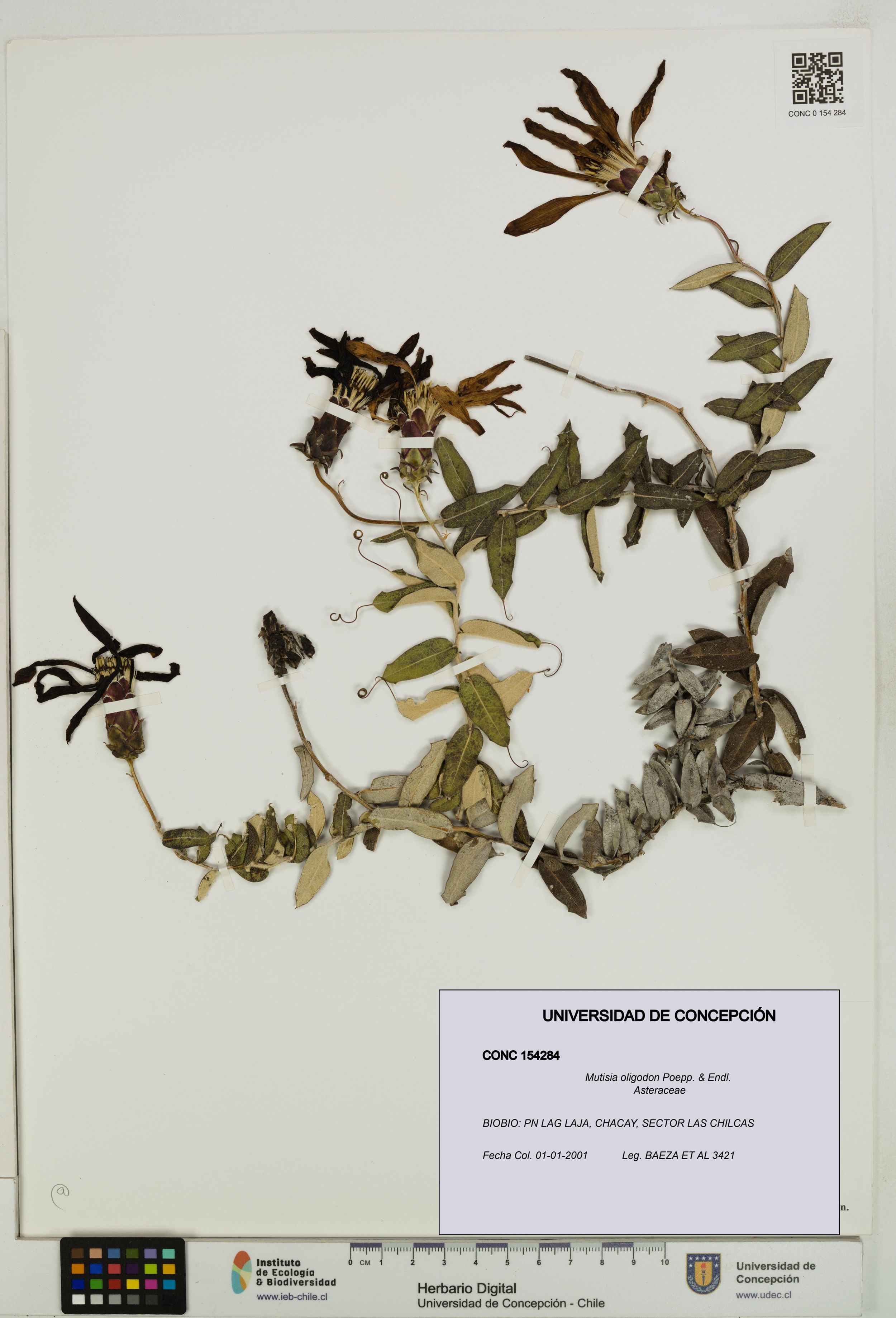 Mutisia oligodon [Espécimen: ]