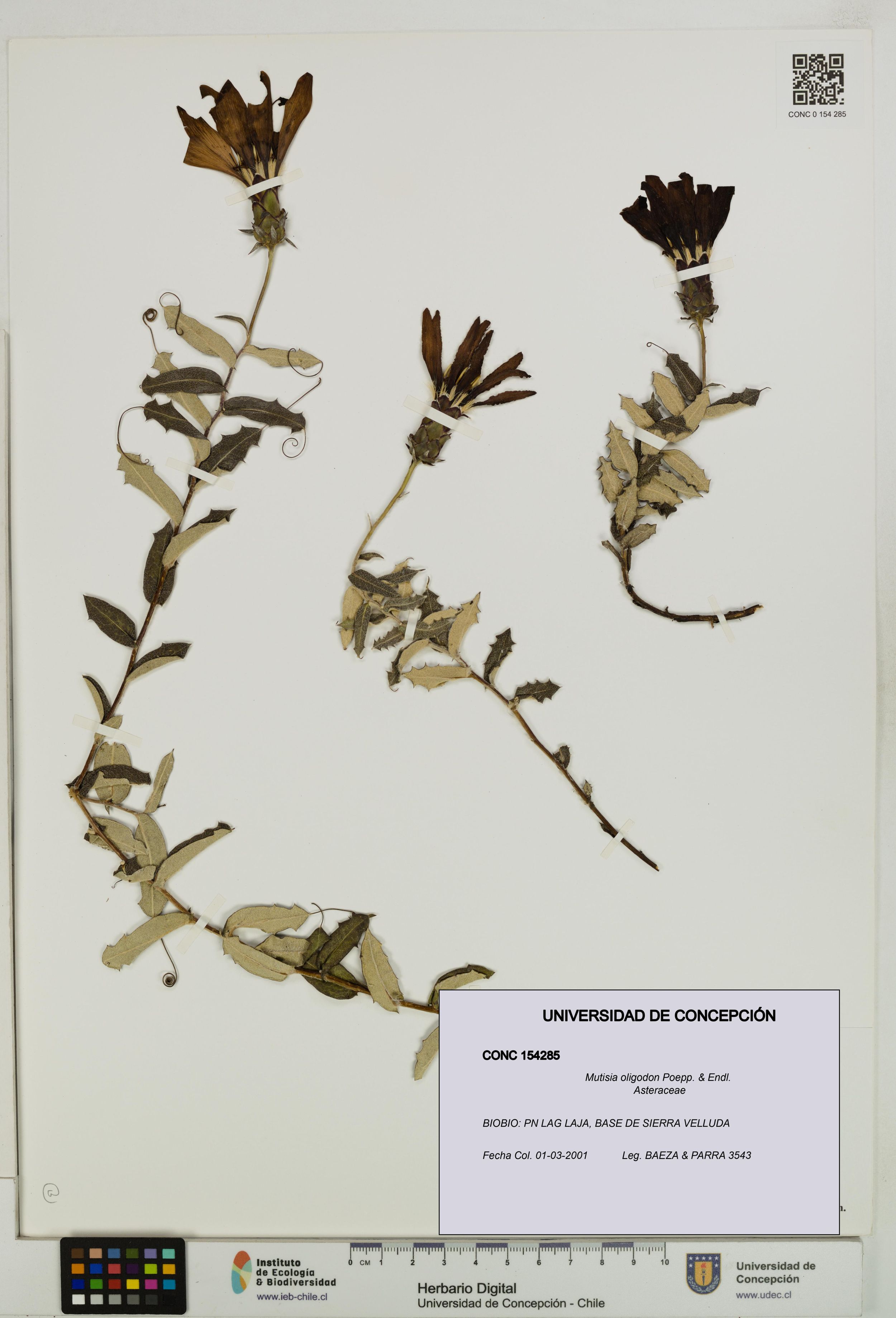 Mutisia oligodon [Espécimen: ]