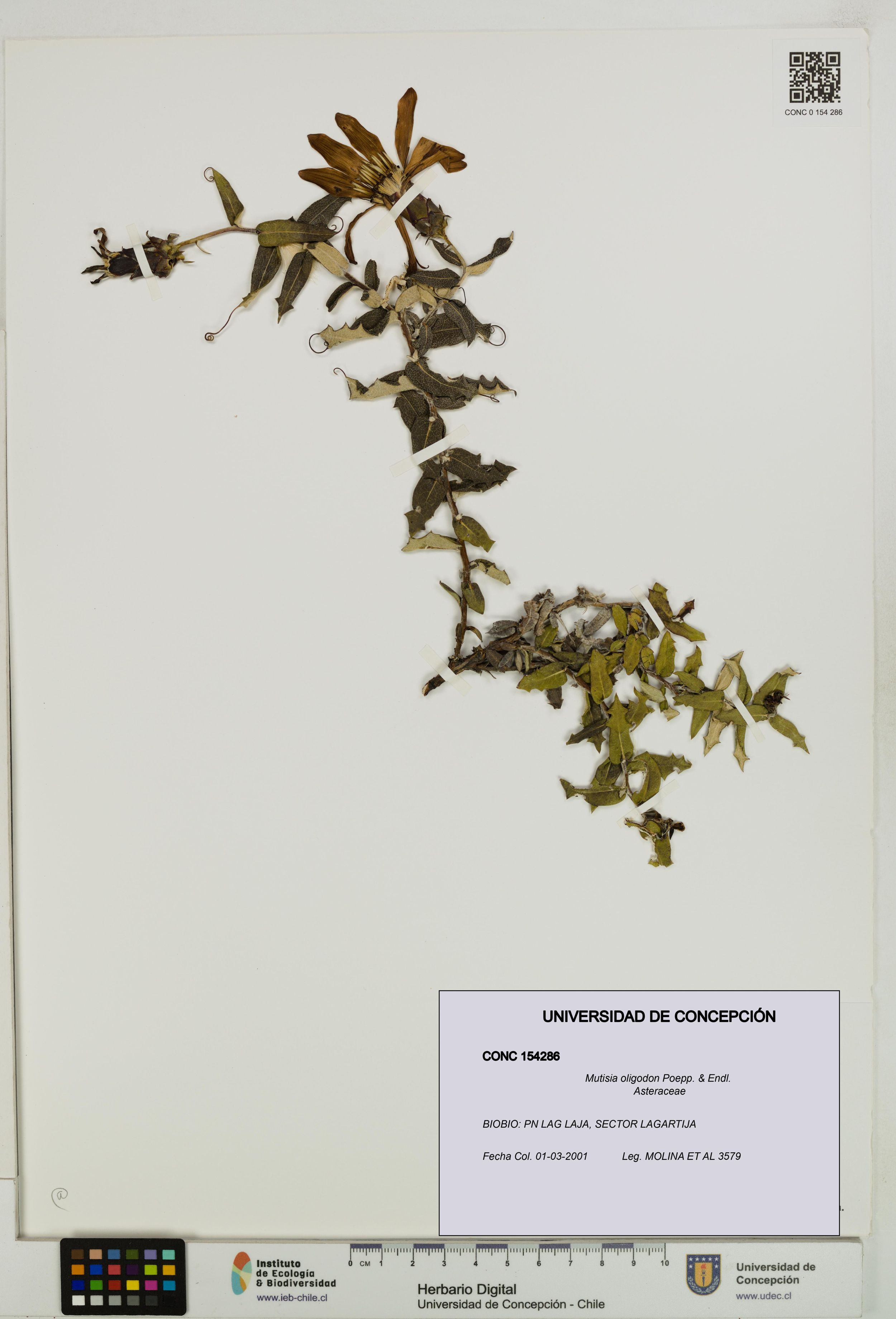 Mutisia oligodon [Espécimen: ]