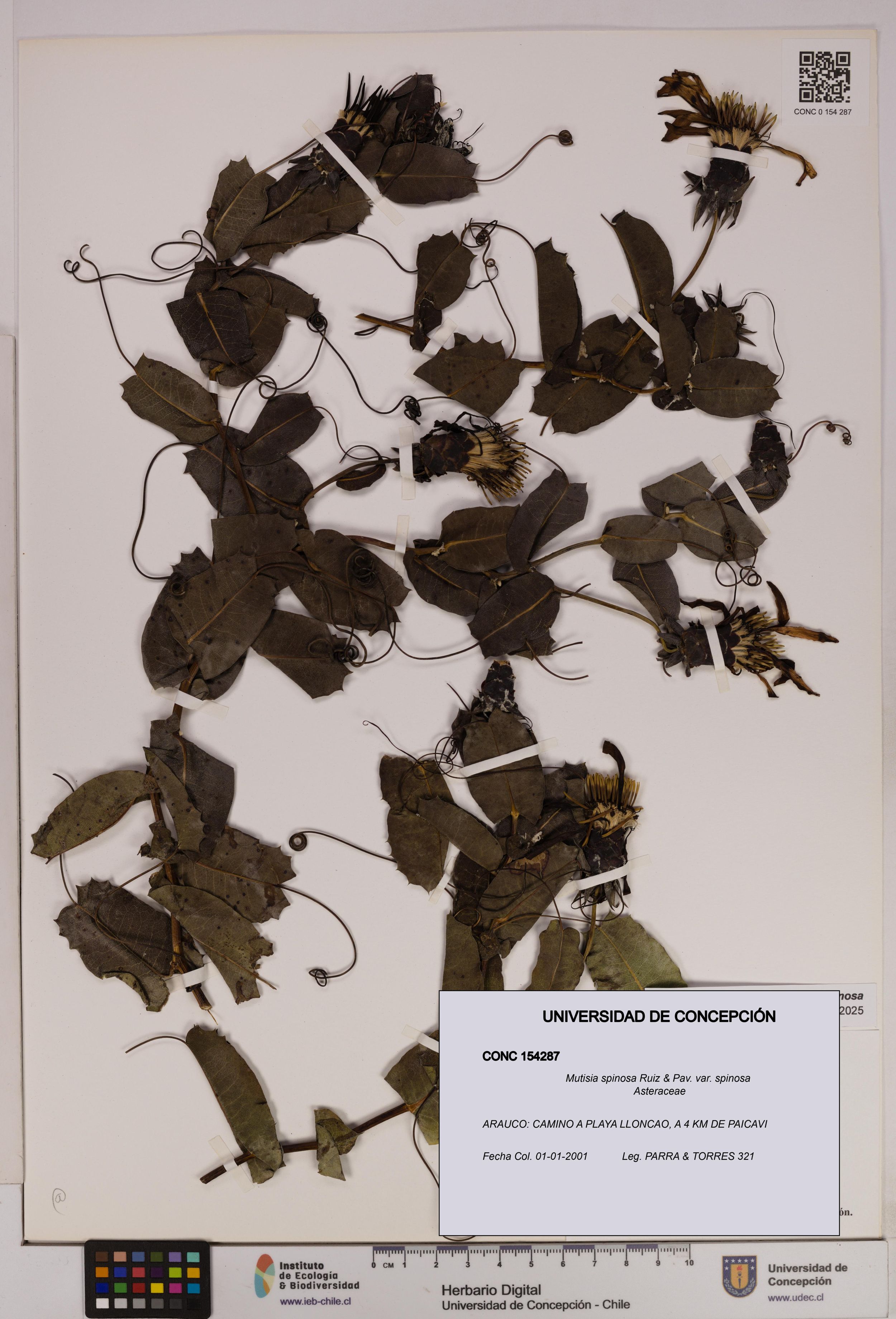 Mutisia spinosa var. spinosa [Espécimen: ]