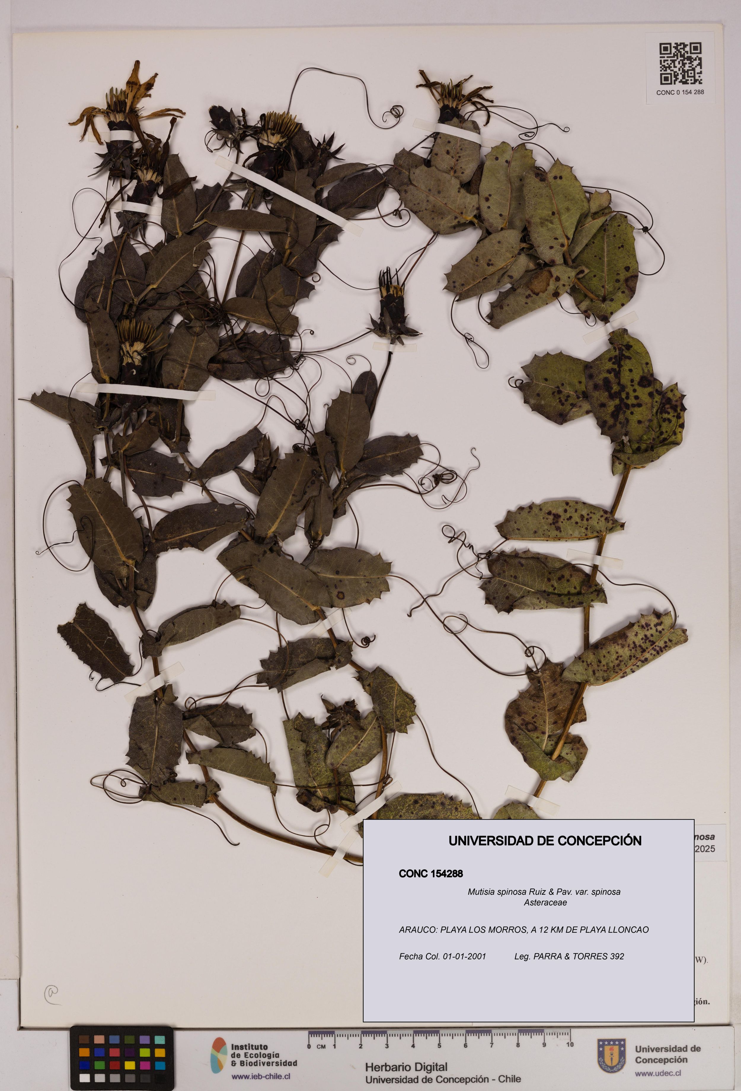 Mutisia spinosa var. spinosa [Espécimen: ]