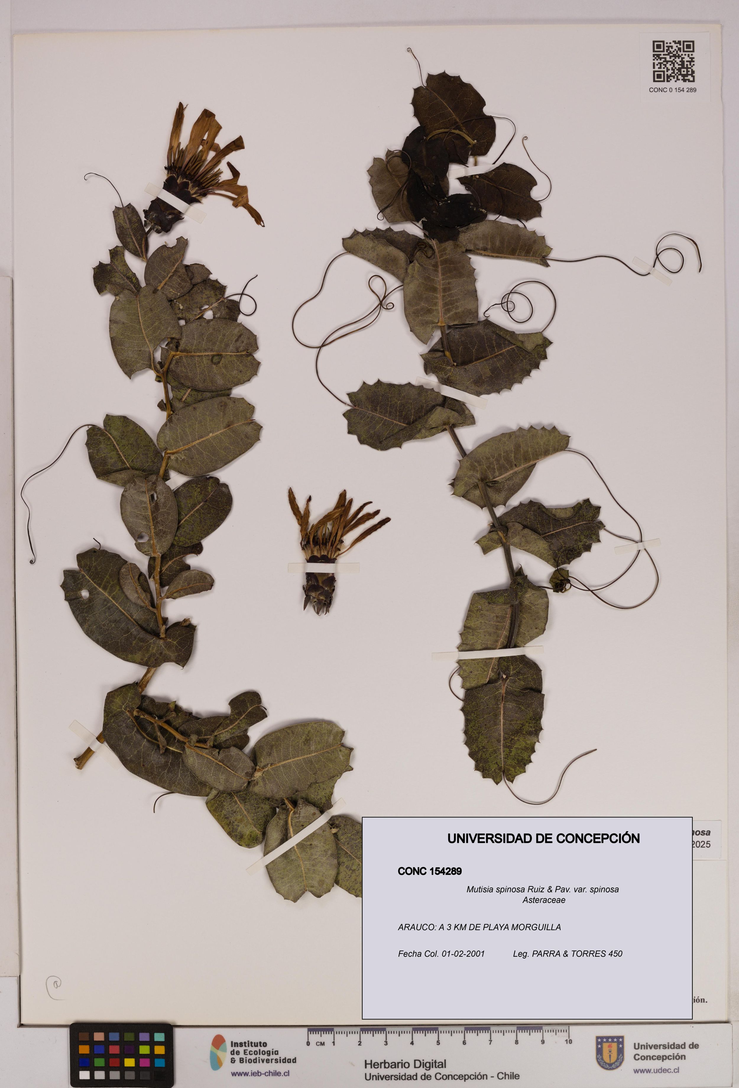 Mutisia spinosa var. spinosa [Espécimen: ]