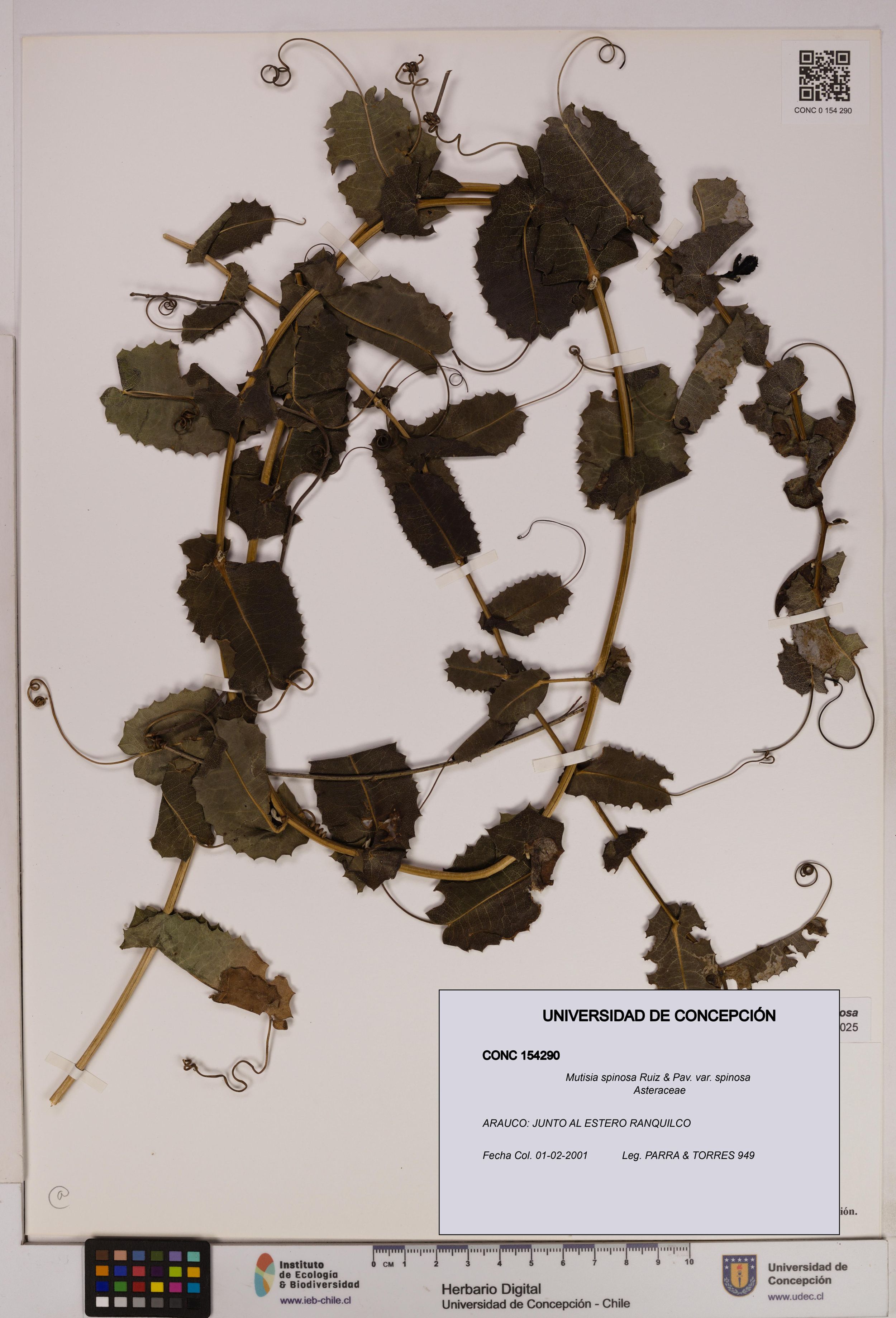 Mutisia spinosa var. spinosa [Espécimen: ]