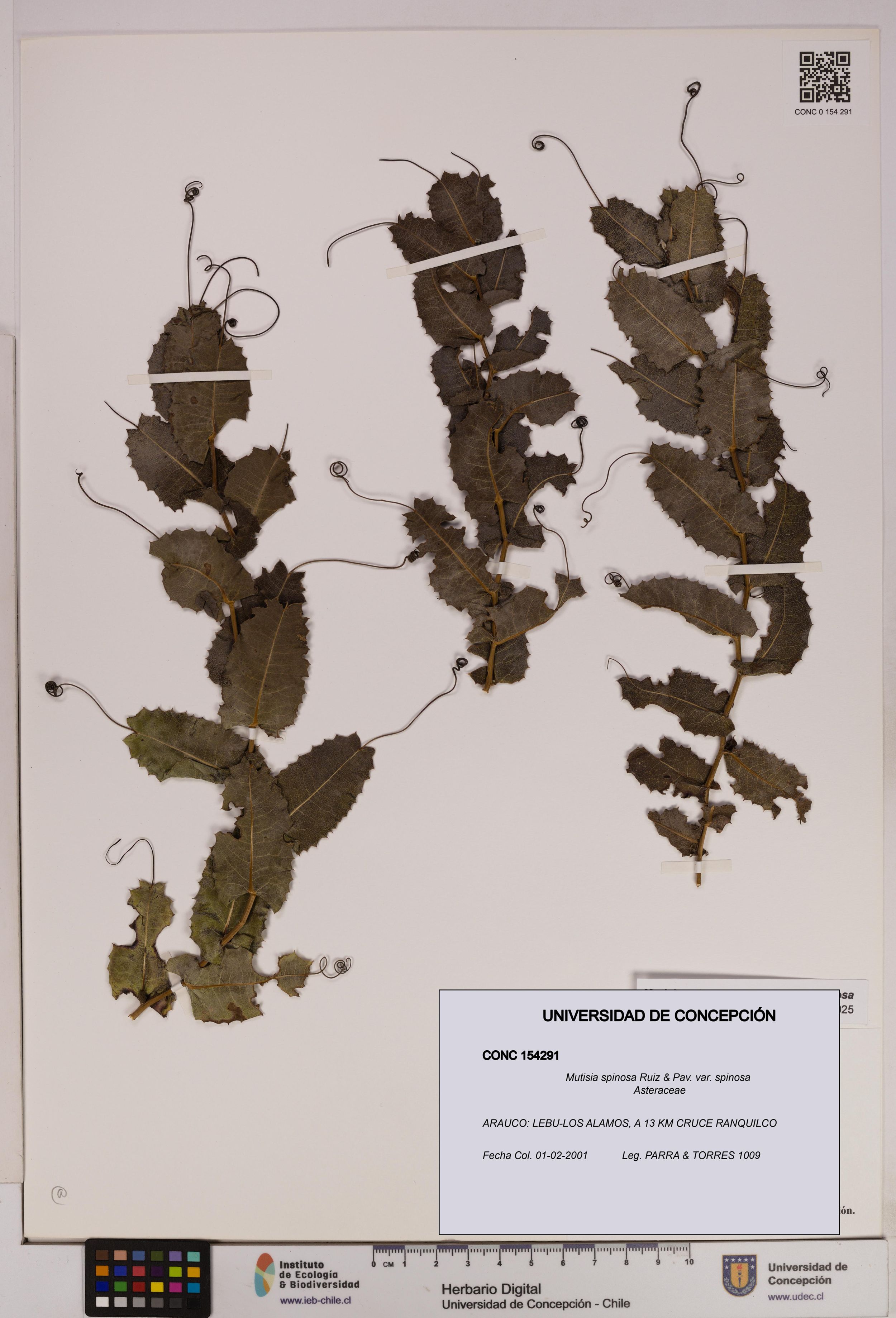 Mutisia spinosa var. spinosa [Espécimen: ]