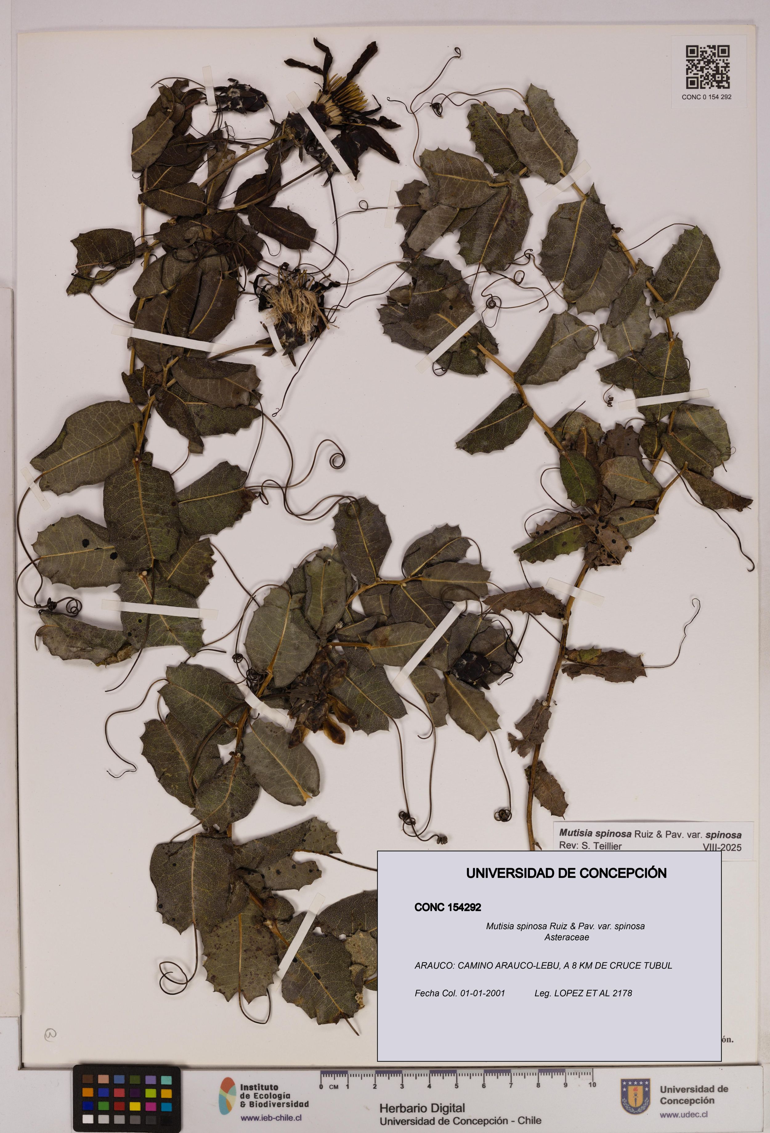 Mutisia spinosa var. spinosa [Espécimen: ]