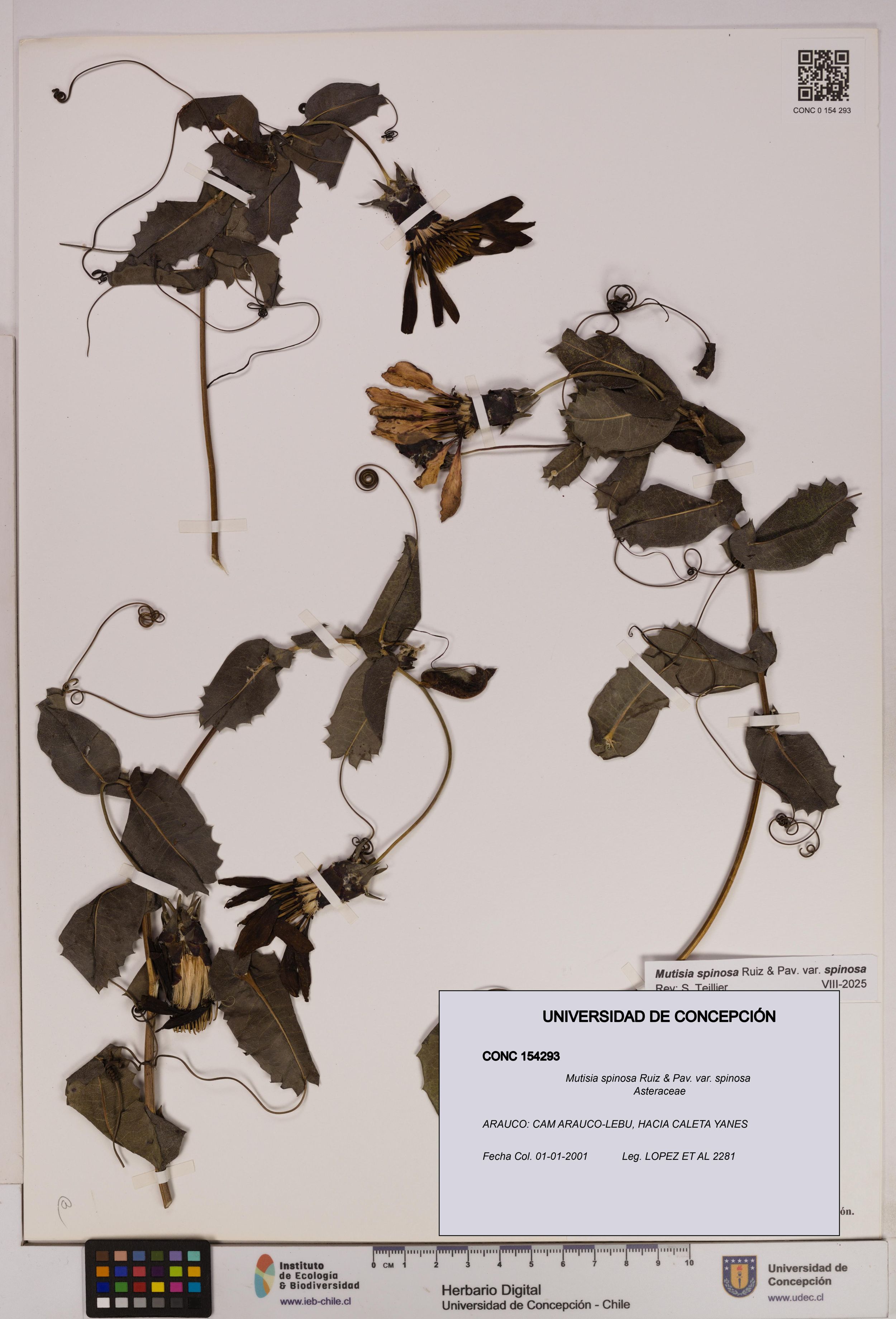 Mutisia spinosa var. spinosa [Espécimen: ]