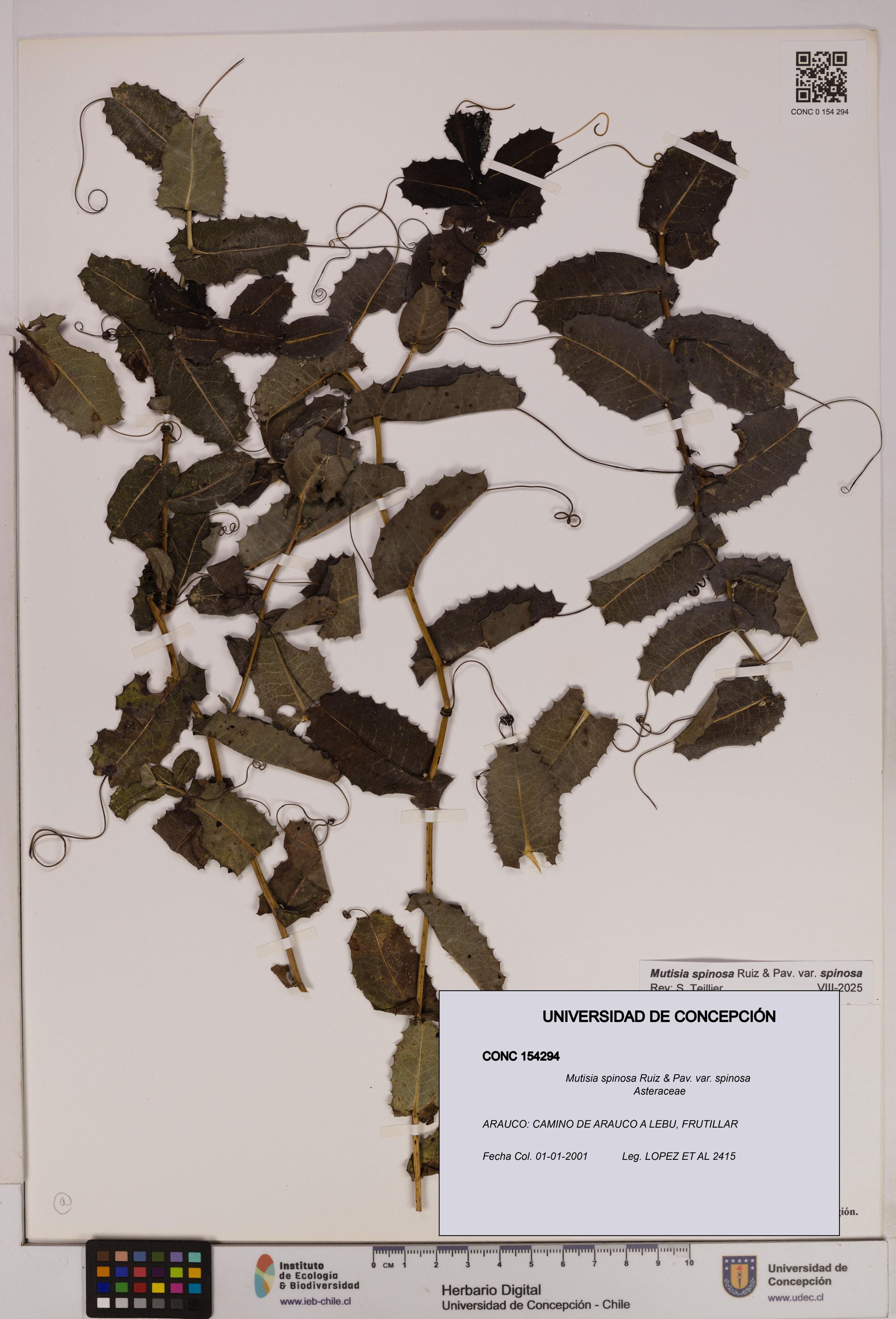 Mutisia spinosa var. spinosa [Espécimen: ]