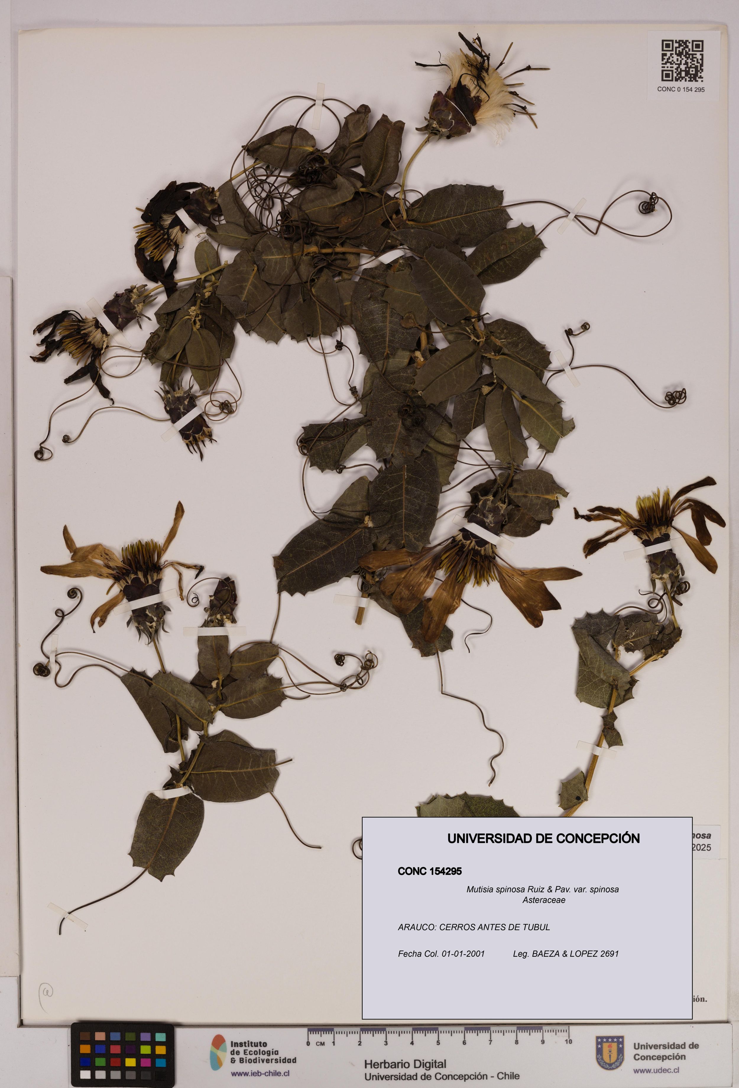 Mutisia spinosa var. spinosa [Espécimen: ]