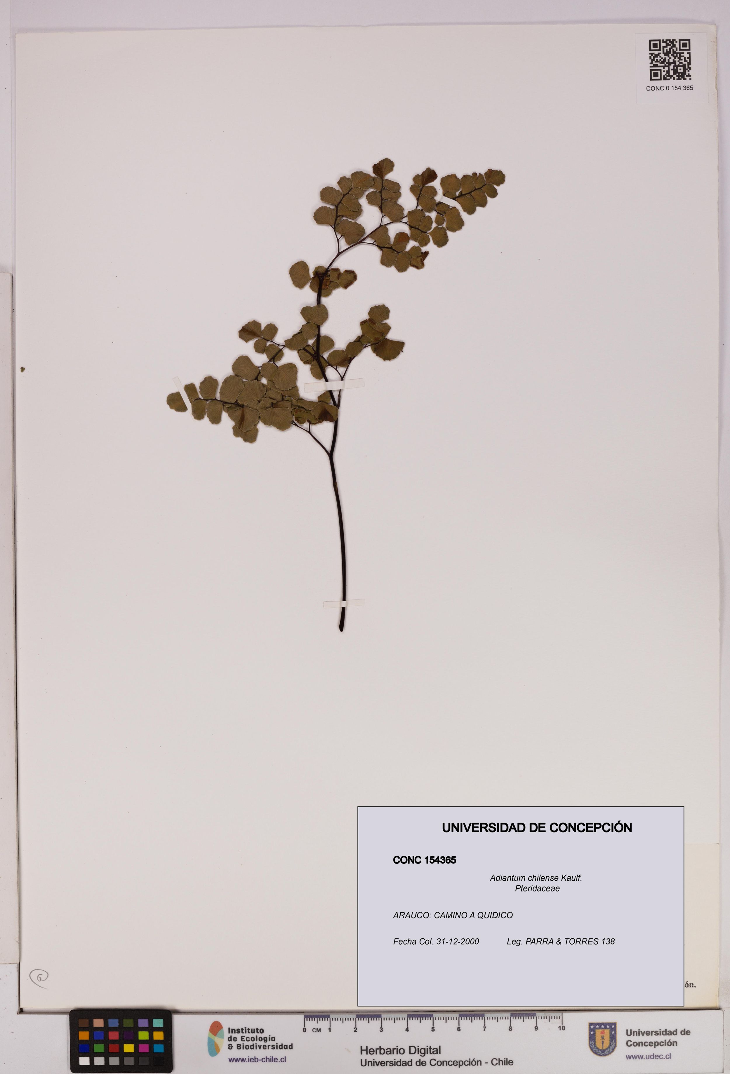 Adiantum chilense [Espécimen: ]
