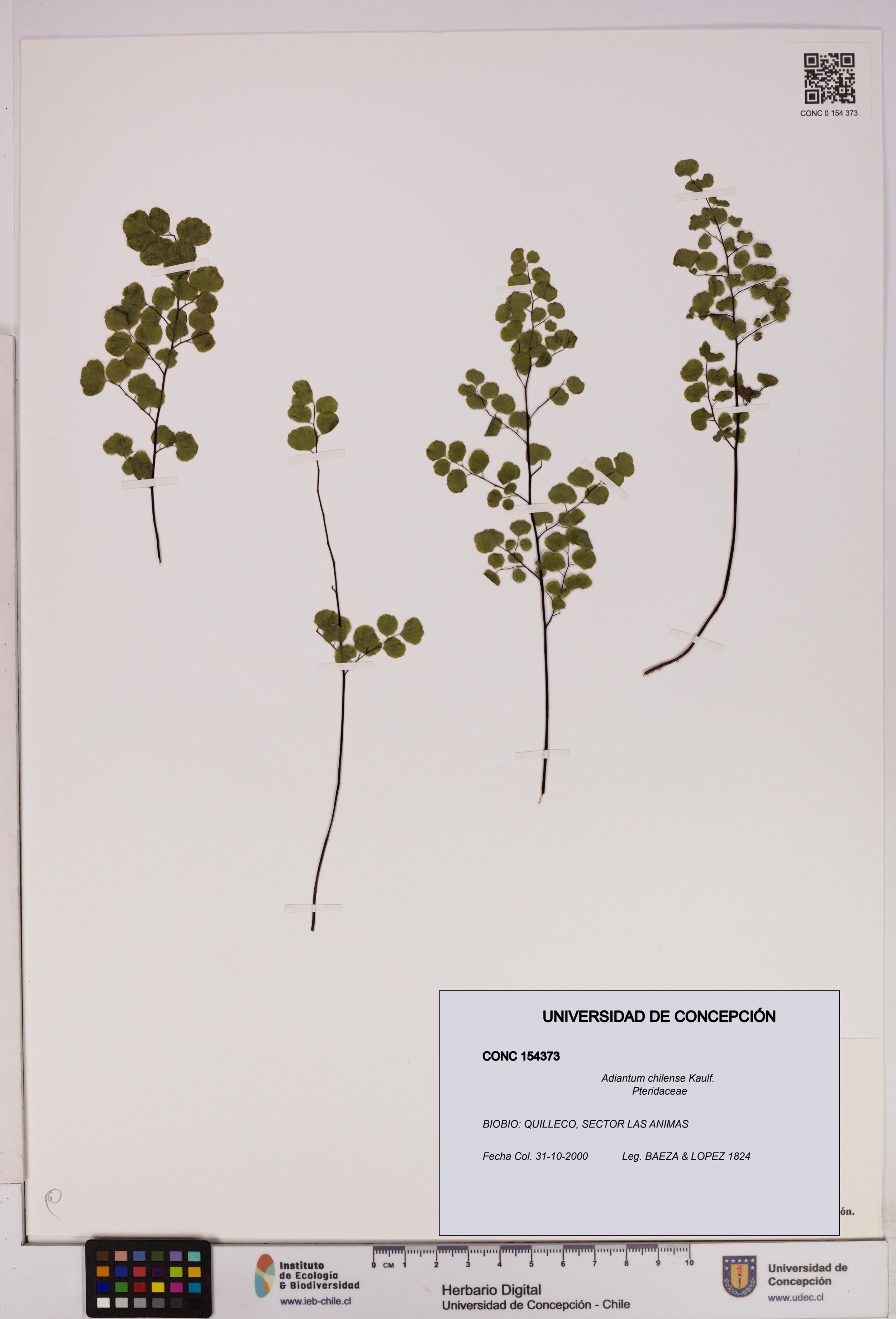 Adiantum chilense [Espécimen: ]