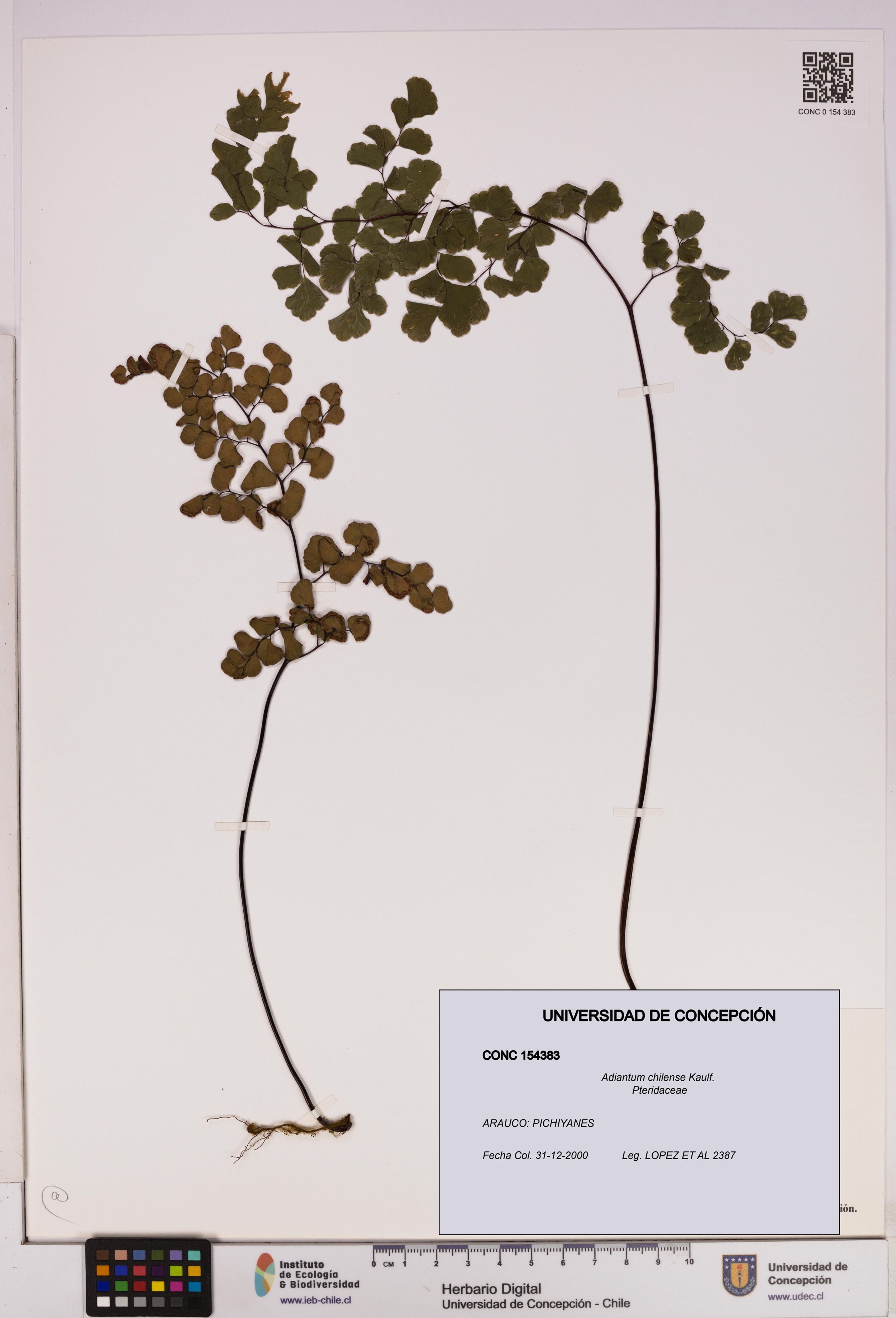 Adiantum chilense [Espécimen: ]