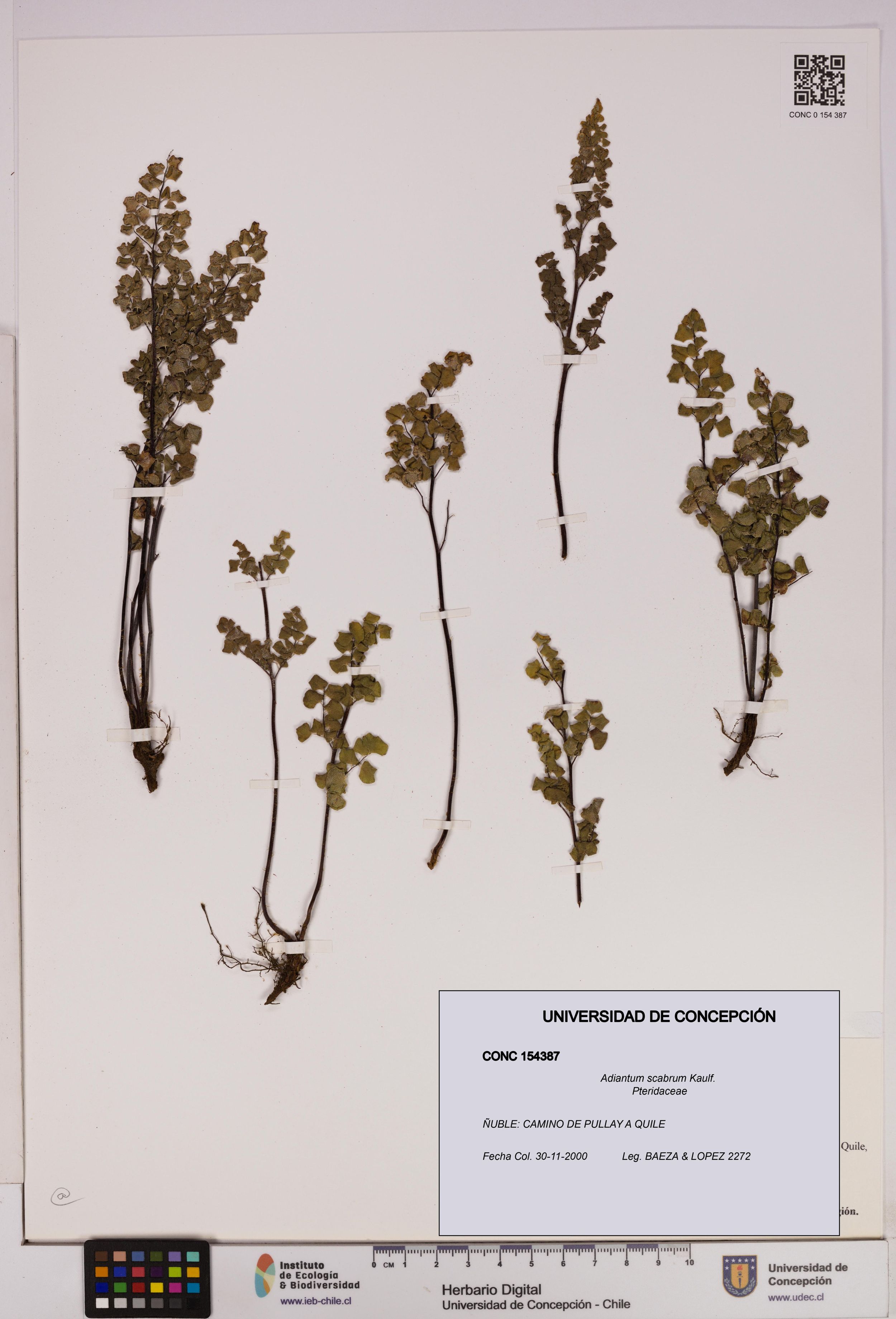 Adiantum scabrum [Espécimen: ]