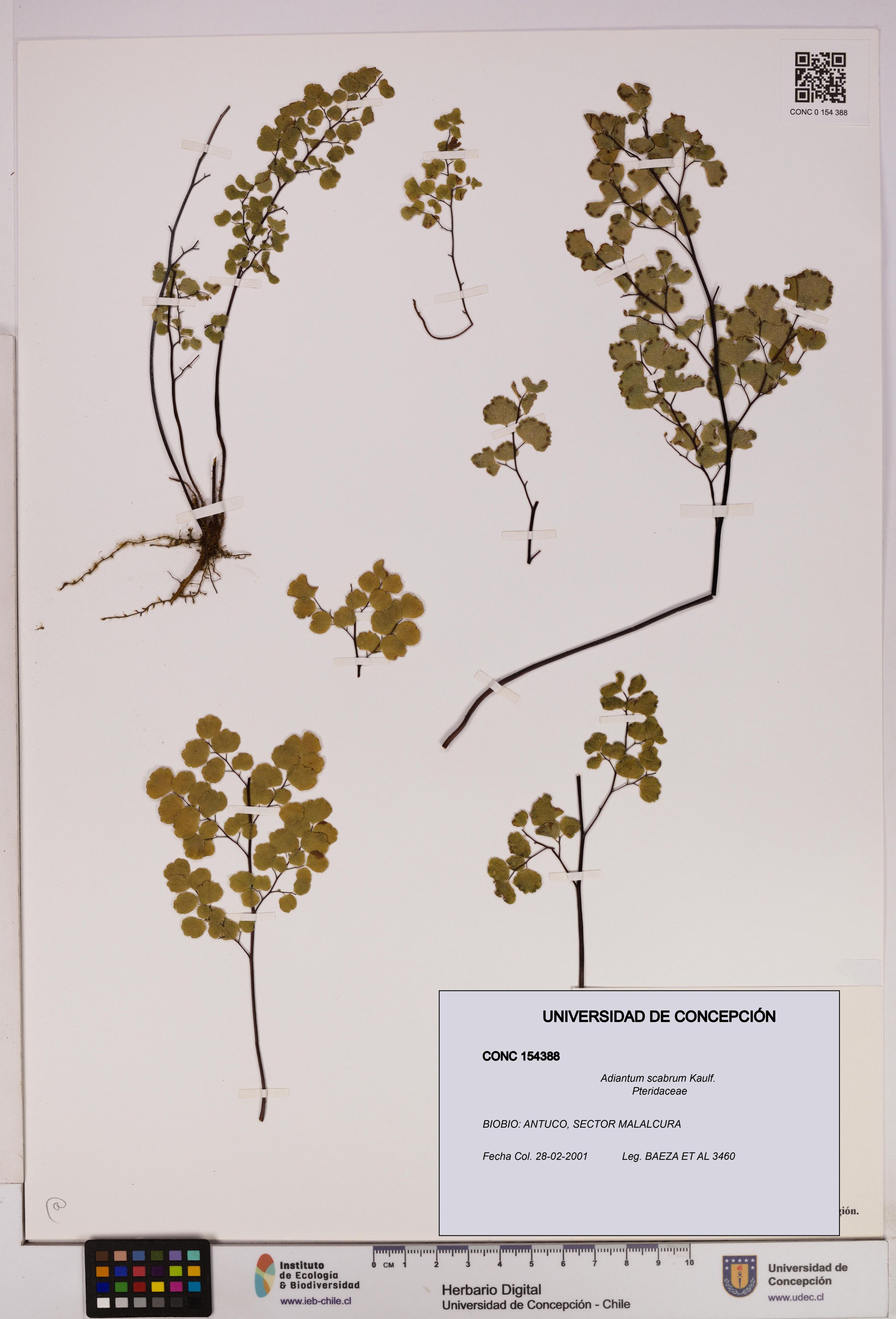 Adiantum scabrum [Espécimen: ]