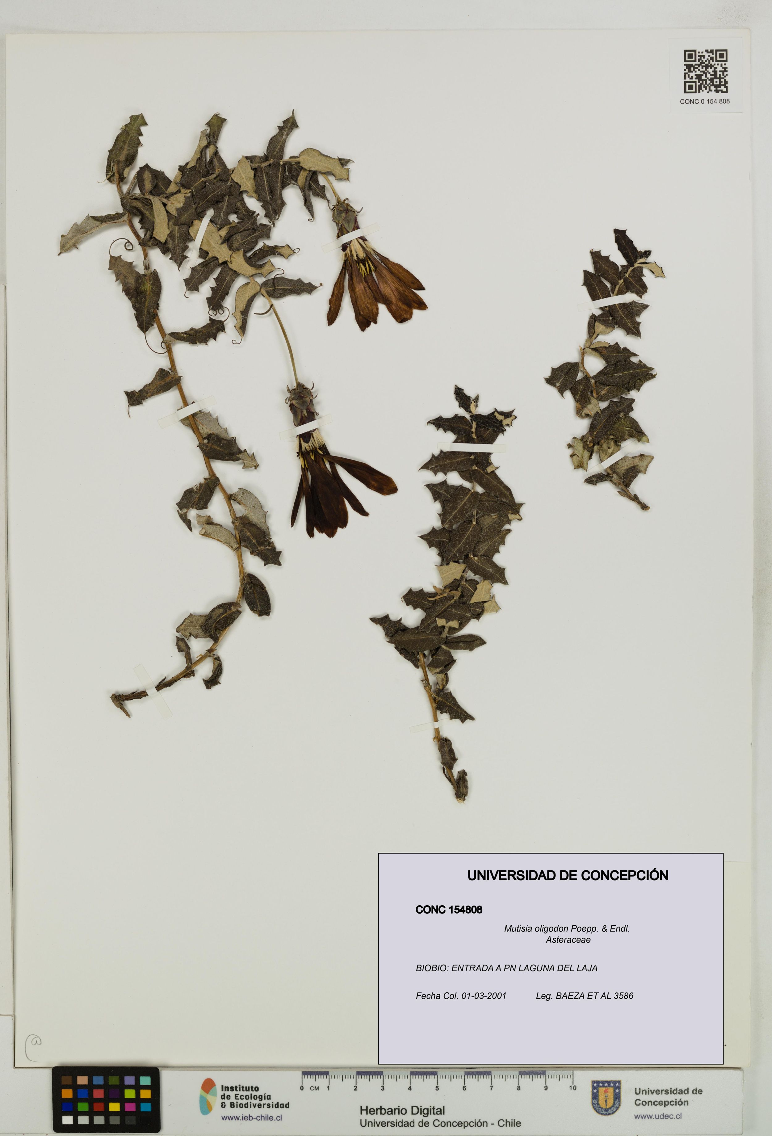 Mutisia oligodon [Espécimen: ]