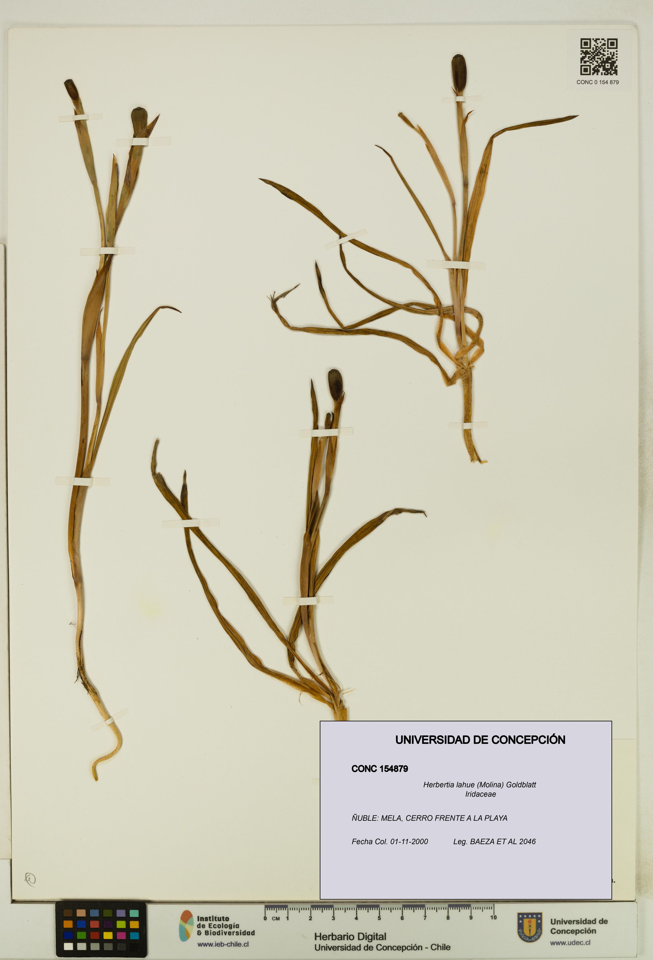 Herbertia lahue [Espécimen: ]