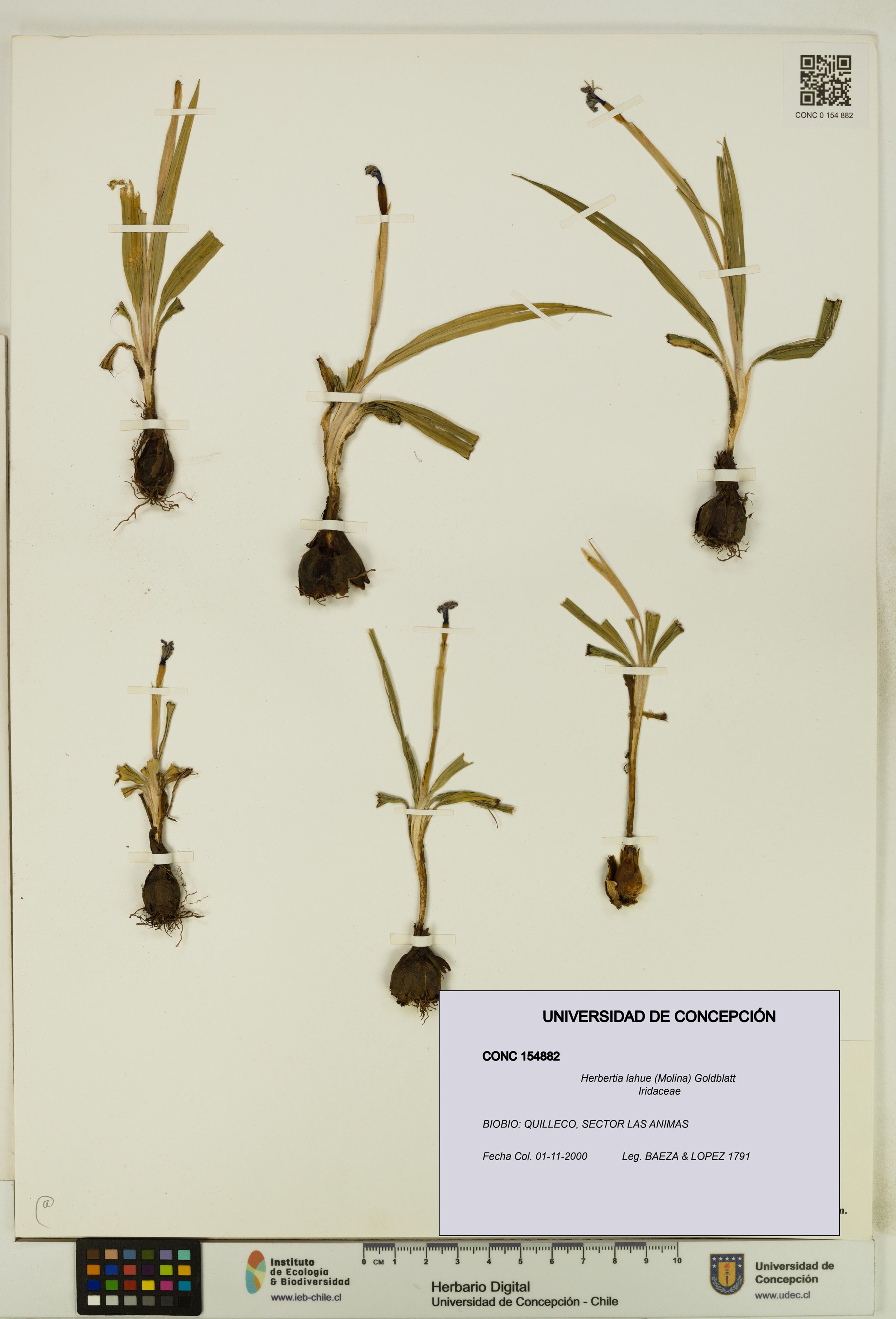 Herbertia lahue [Espécimen: ]