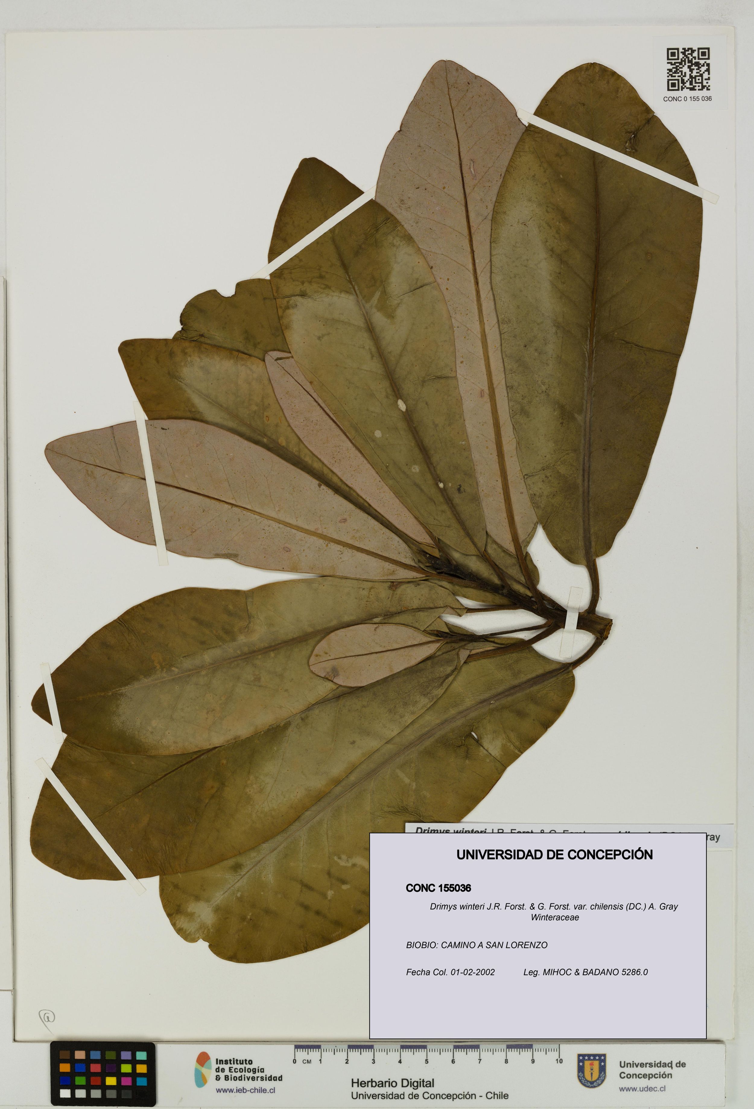 Drimys winteri var. chilensis [Espécimen: ]