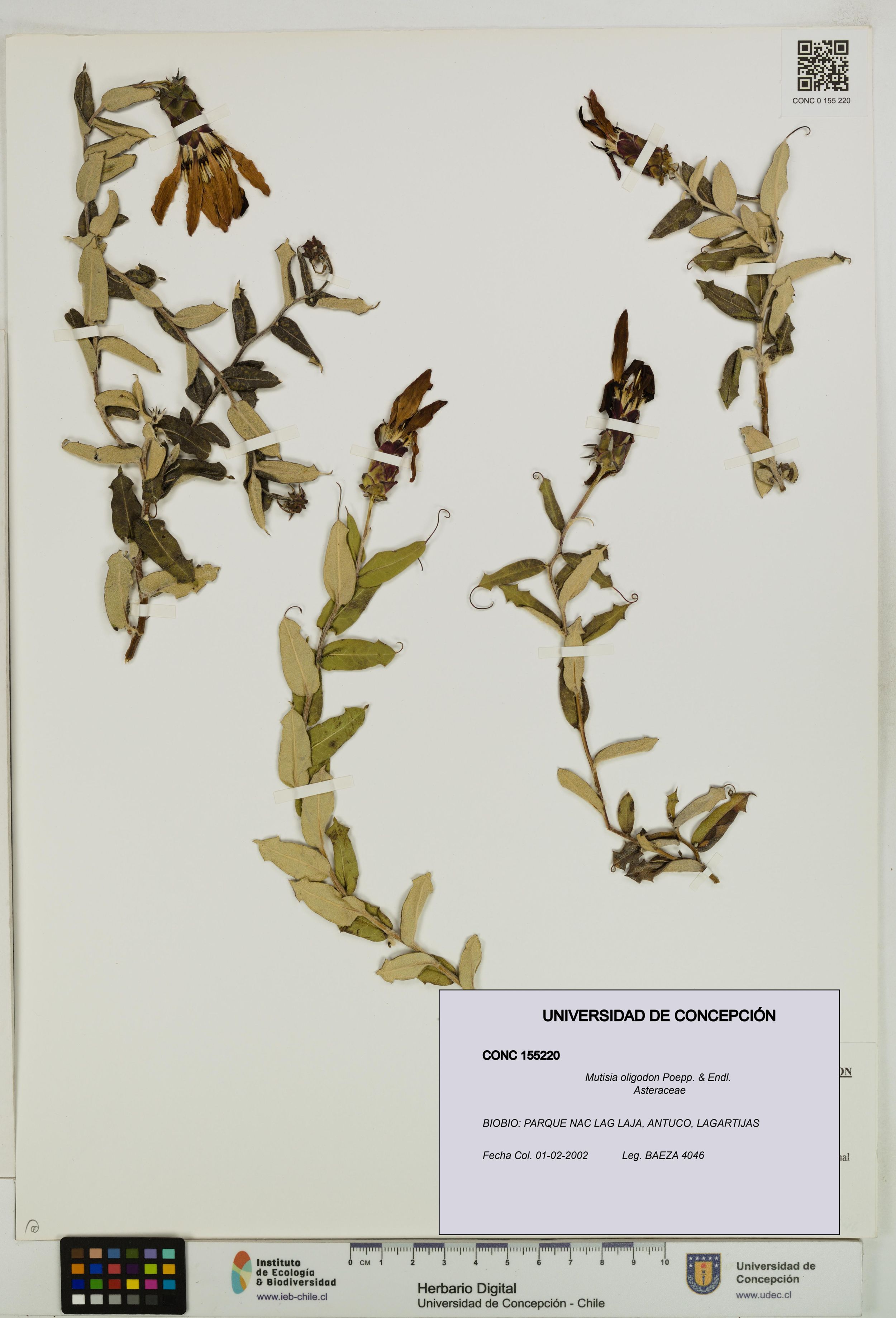 Mutisia oligodon [Espécimen: ]