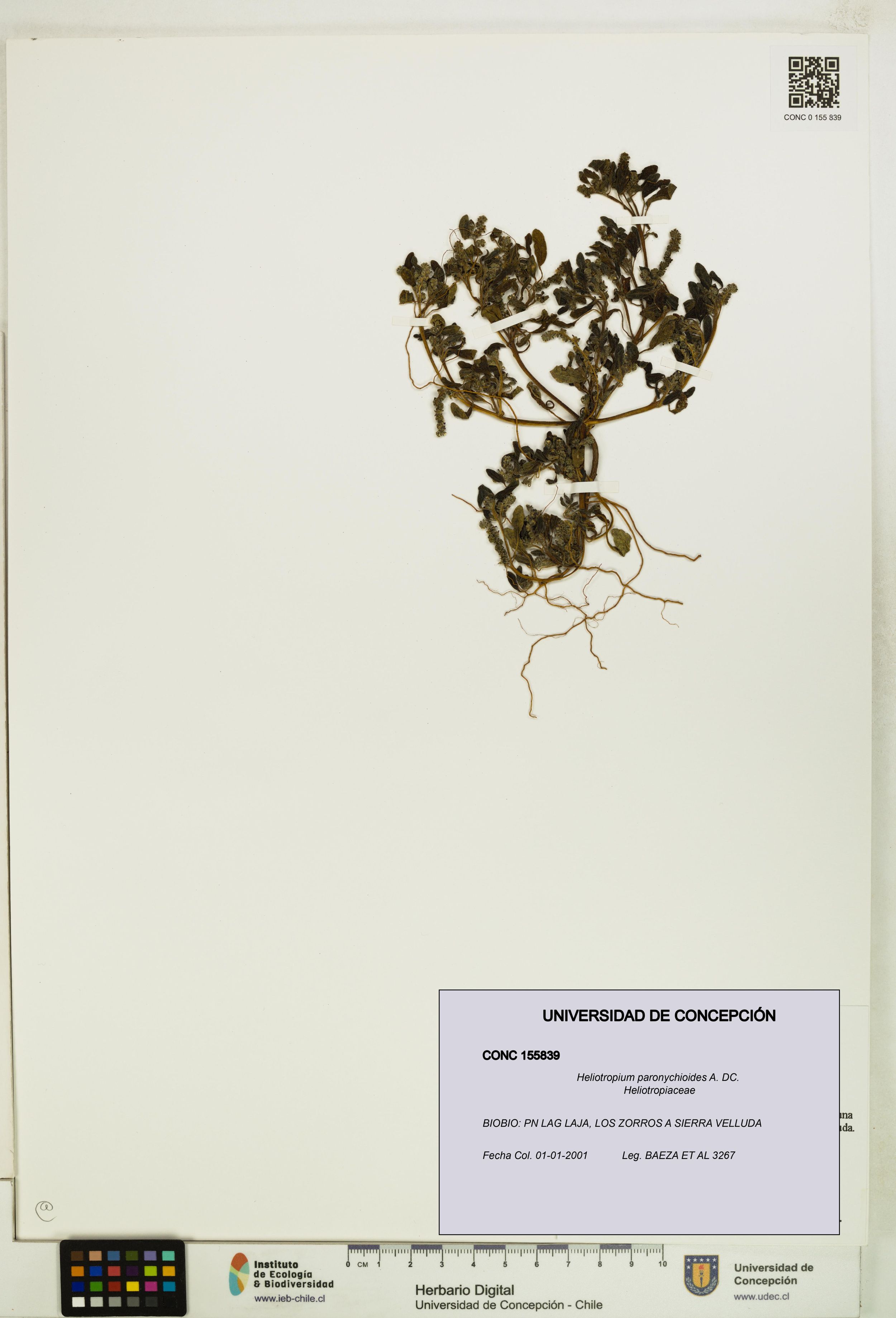 Heliotropium paronychioides [Espécimen: ]