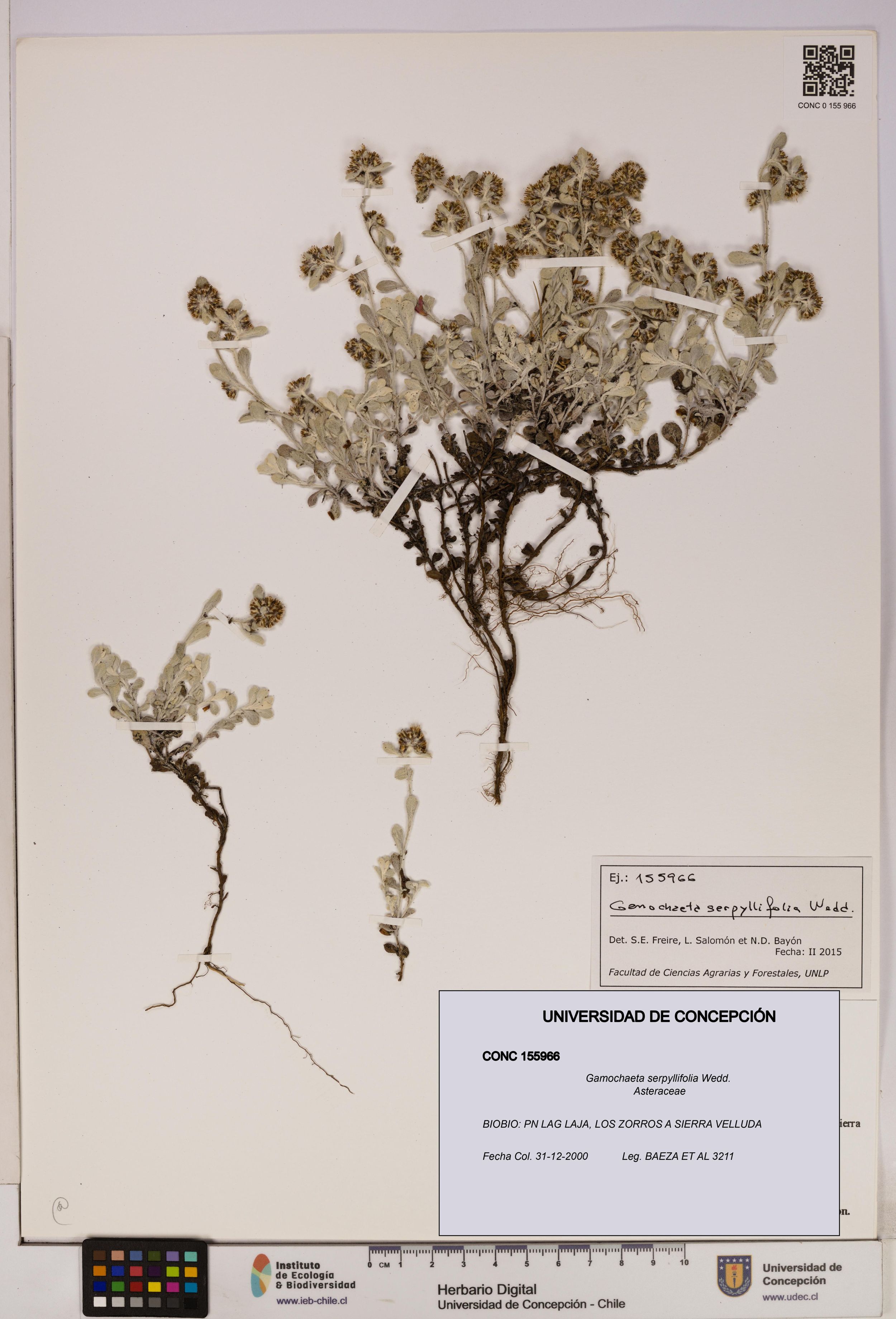 Gamochaeta serpyllifolia [Espécimen: ]