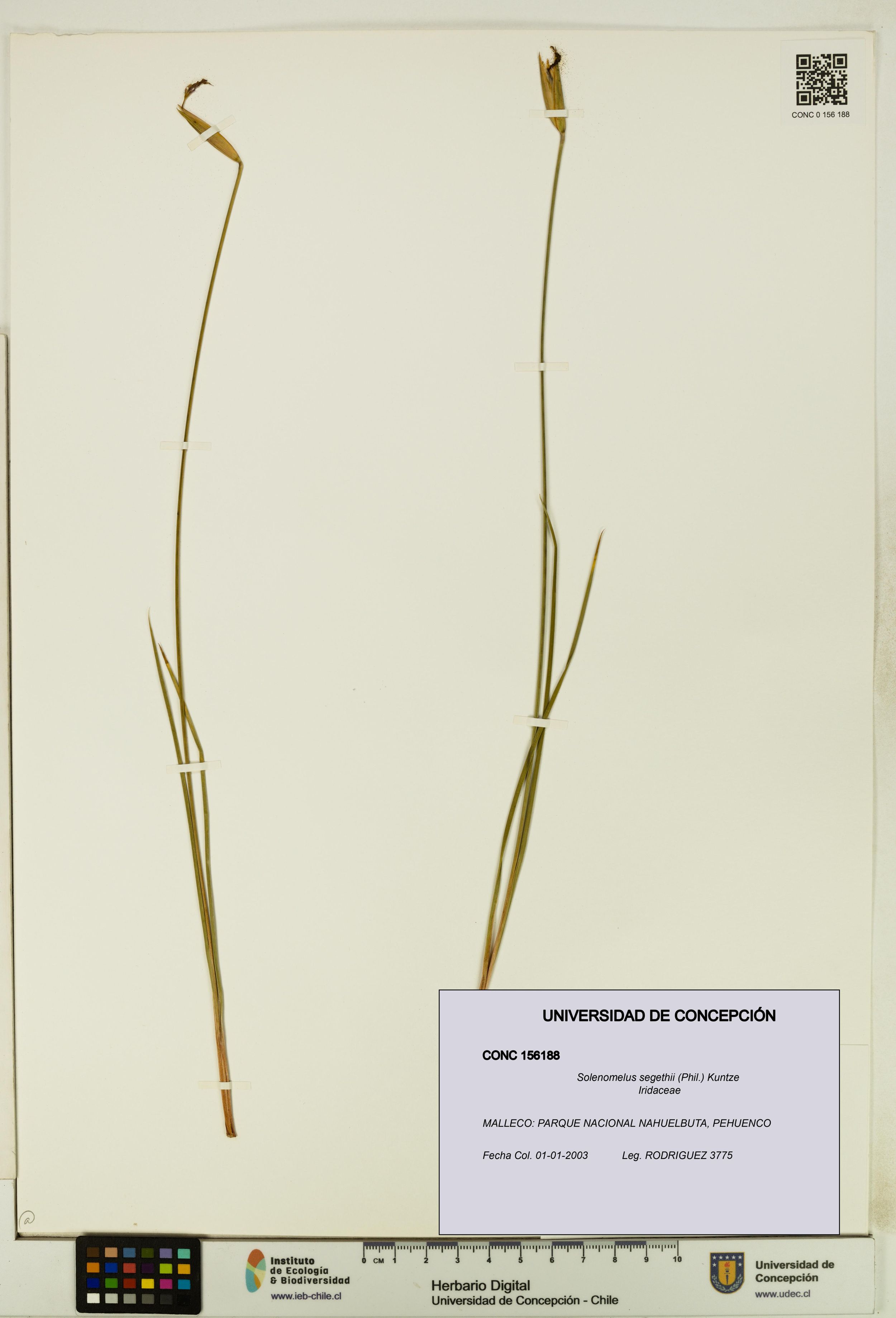 Solenomelus segethii [Espécimen: ]