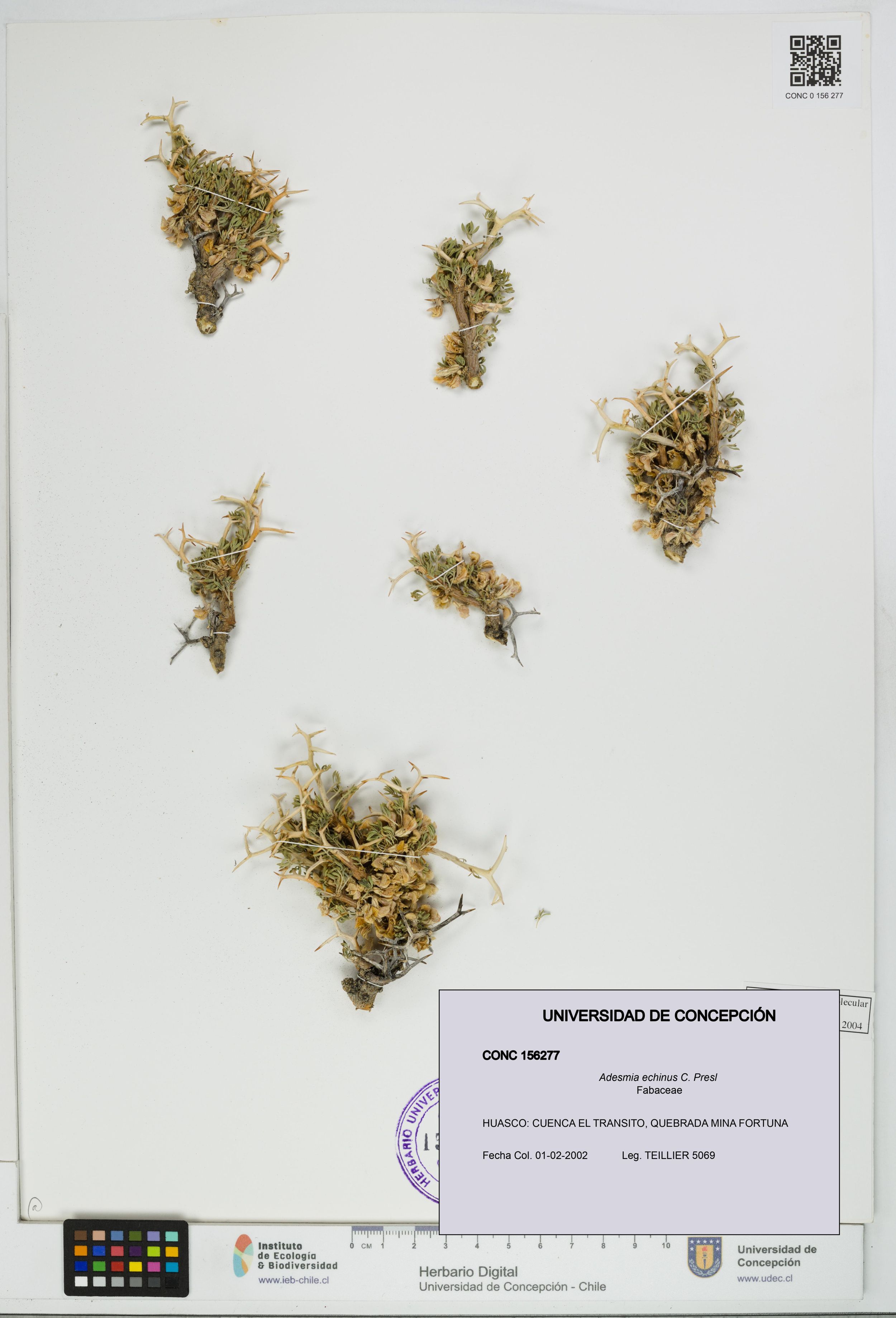 Adesmia echinus [Espécimen: ]