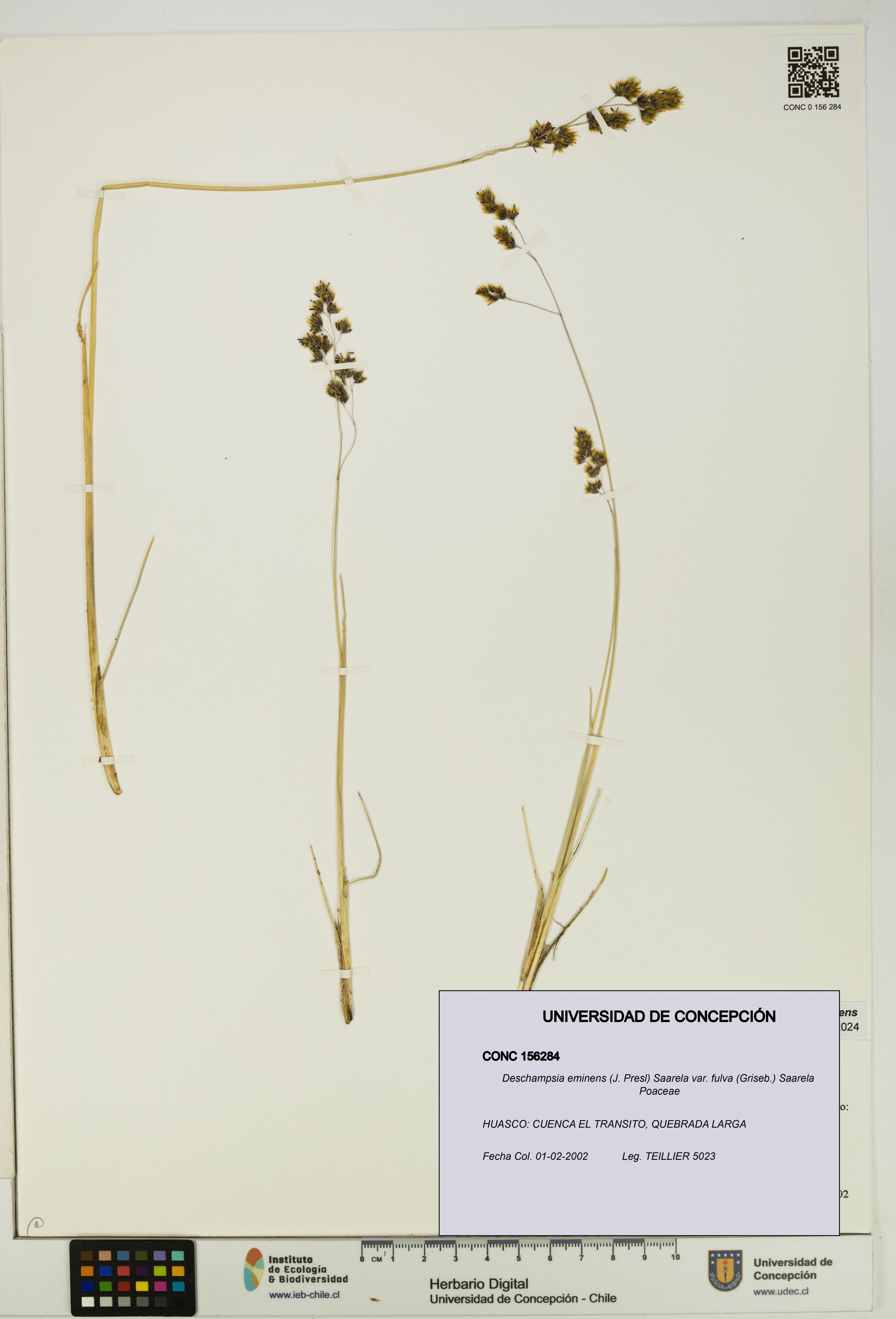 Deschampsia eminens [Espécimen: ]