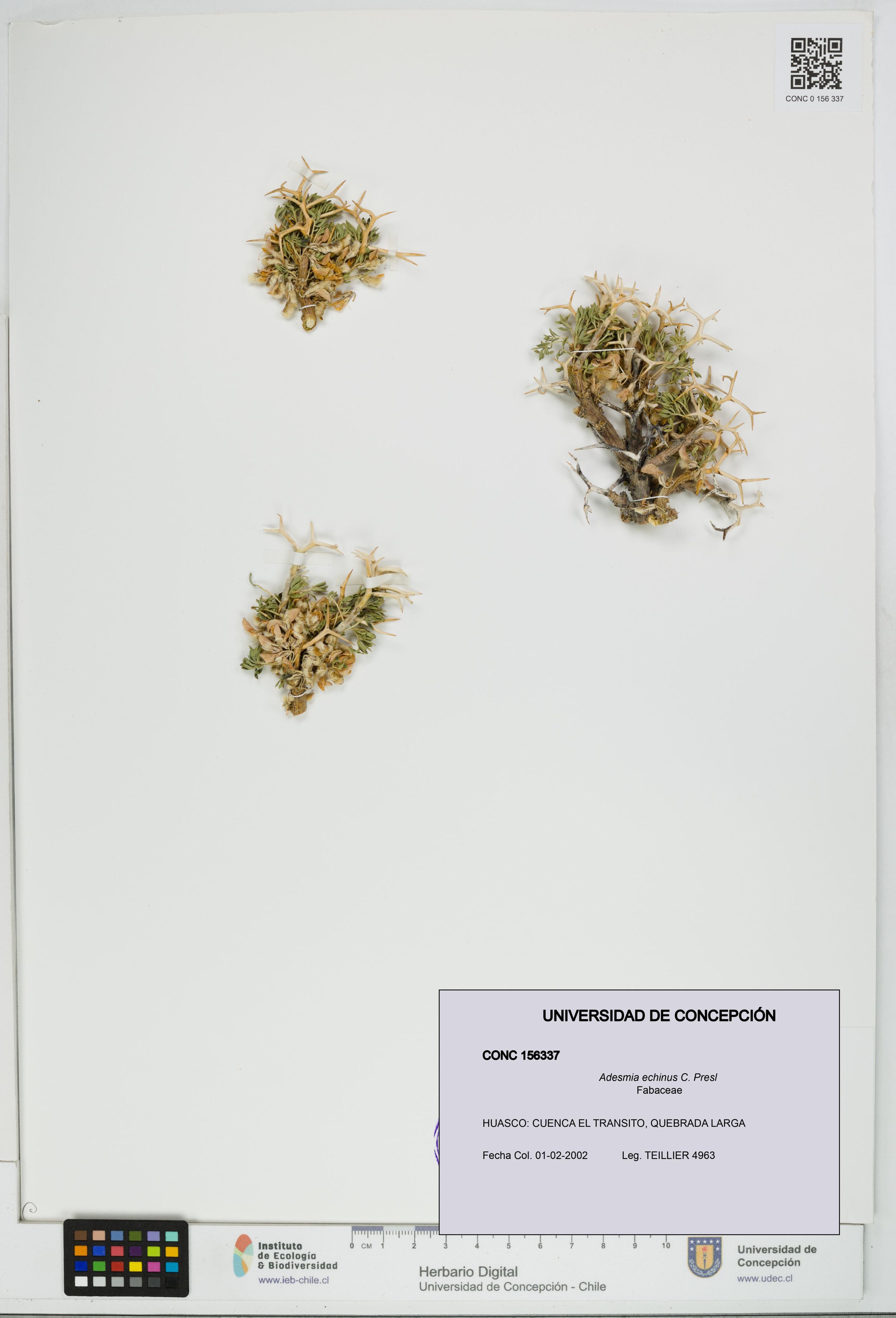 Adesmia echinus [Espécimen: ]