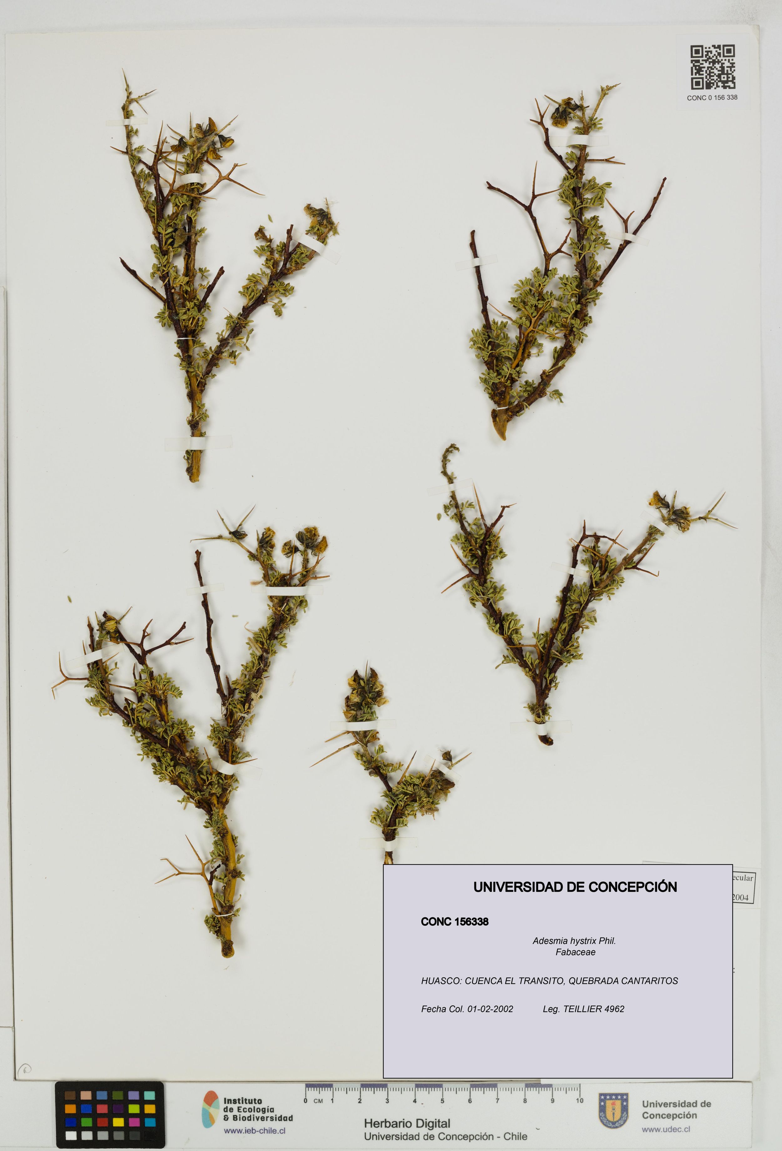 Adesmia hystrix [Espécimen: ]