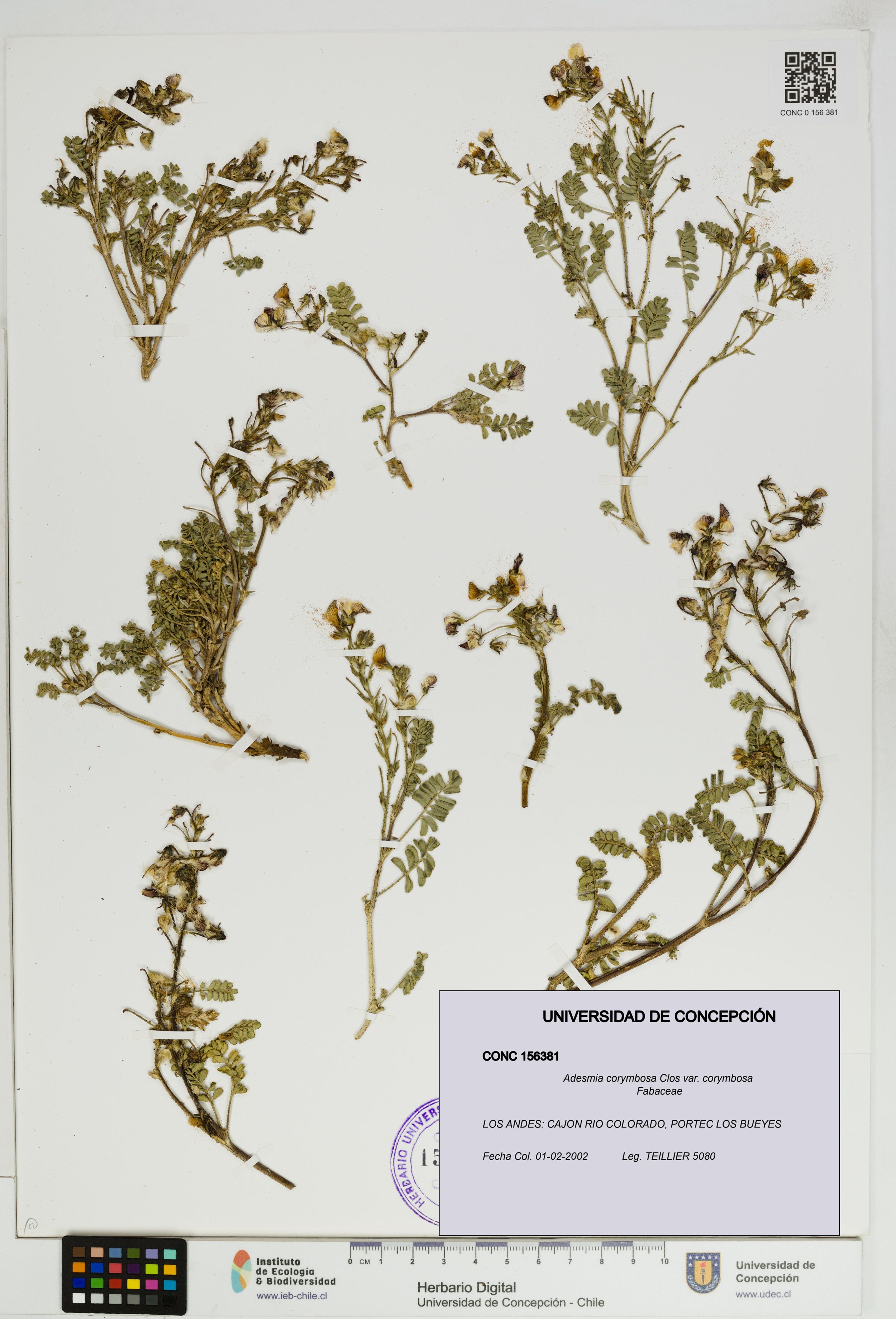 Adesmia corymbosa var. corymbosa [Espécimen: ]