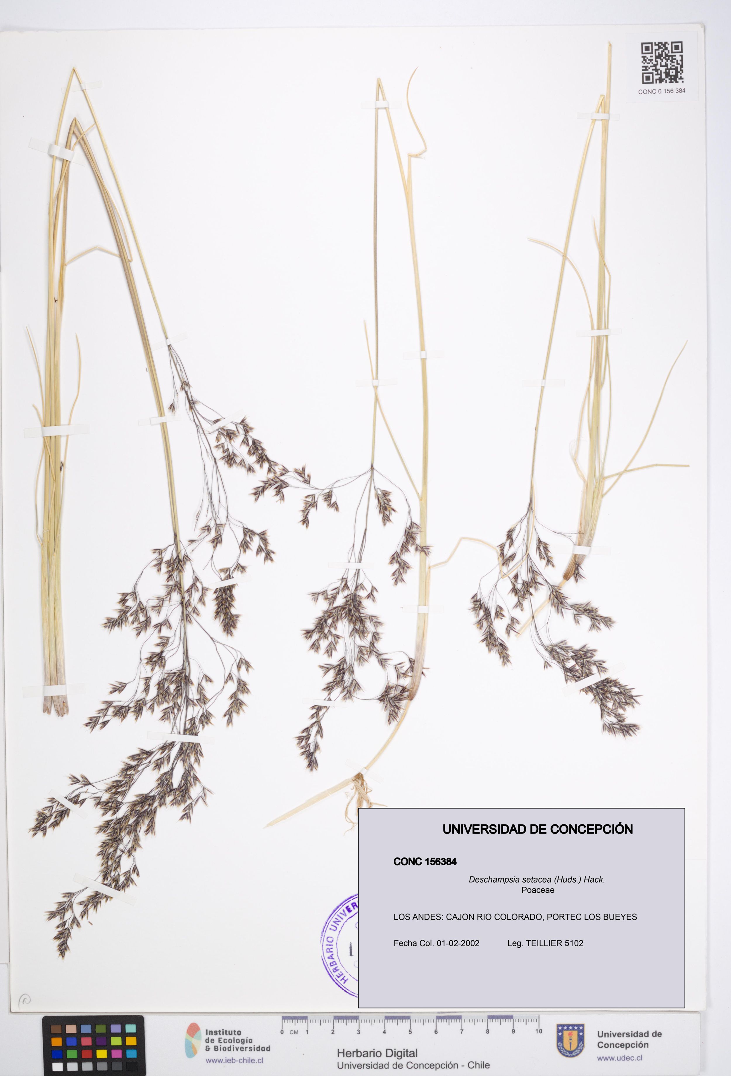 Deschampsia setacea [Espécimen: ]