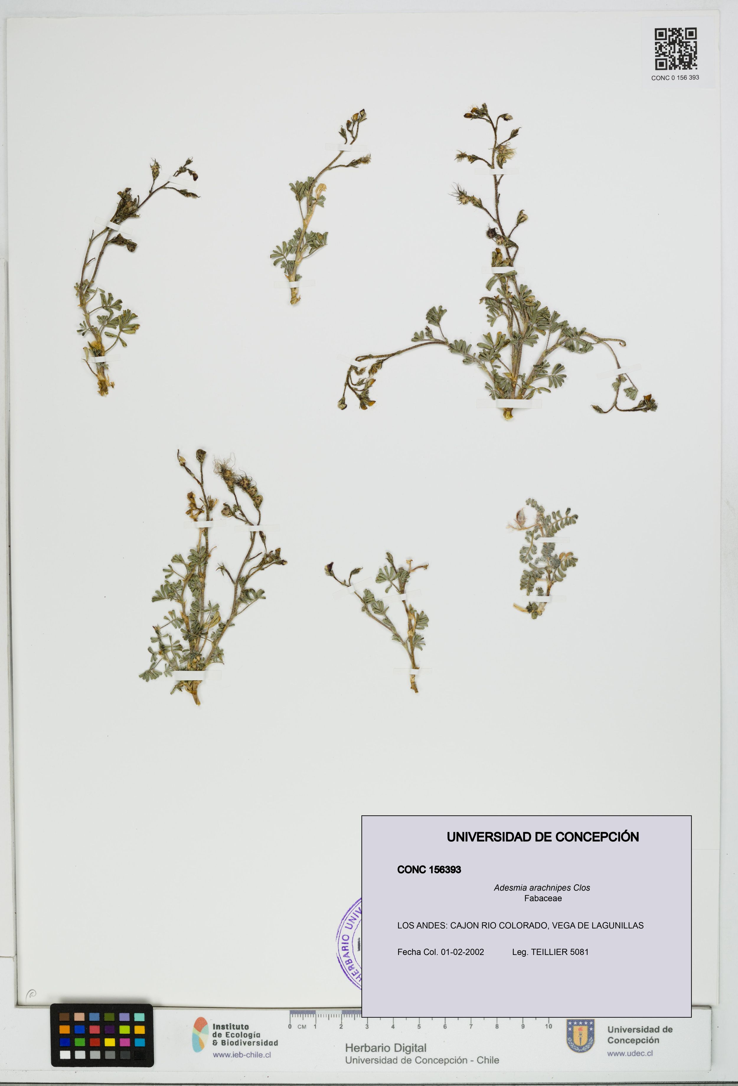 Adesmia arachnipes [Espécimen: ]