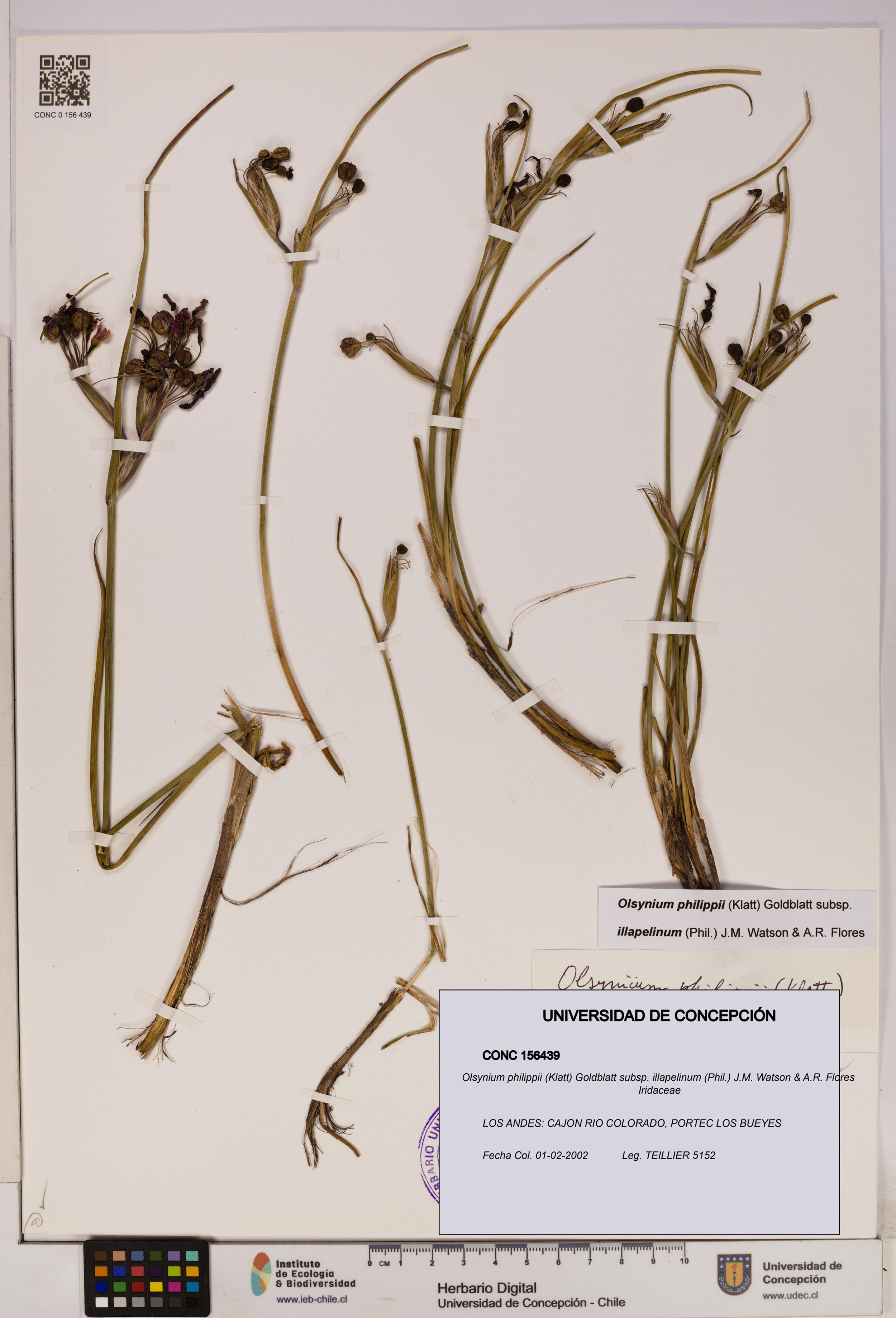 Olsynium philippii subsp. illapelinum [Espécimen: ]