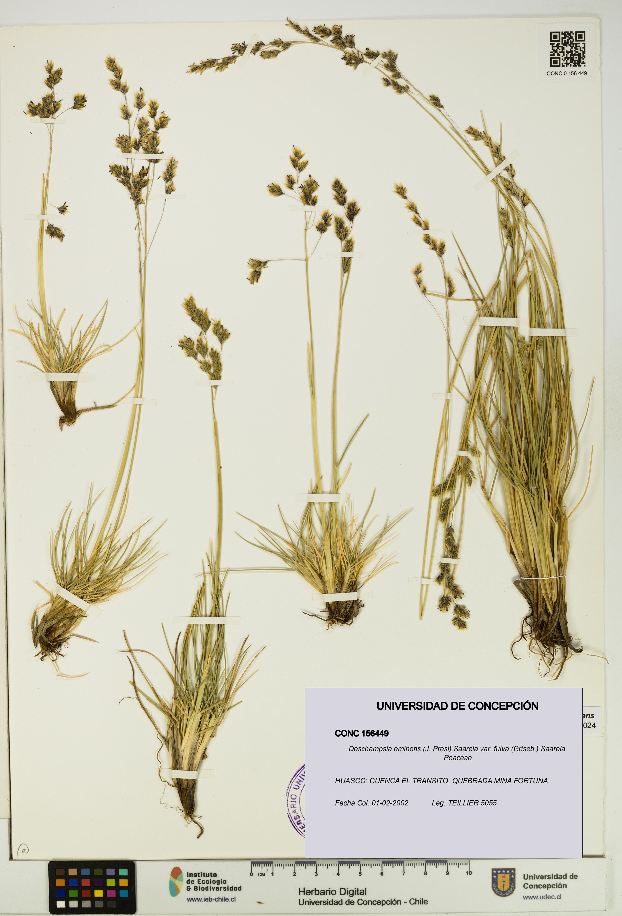 Deschampsia eminens [Espécimen: ]