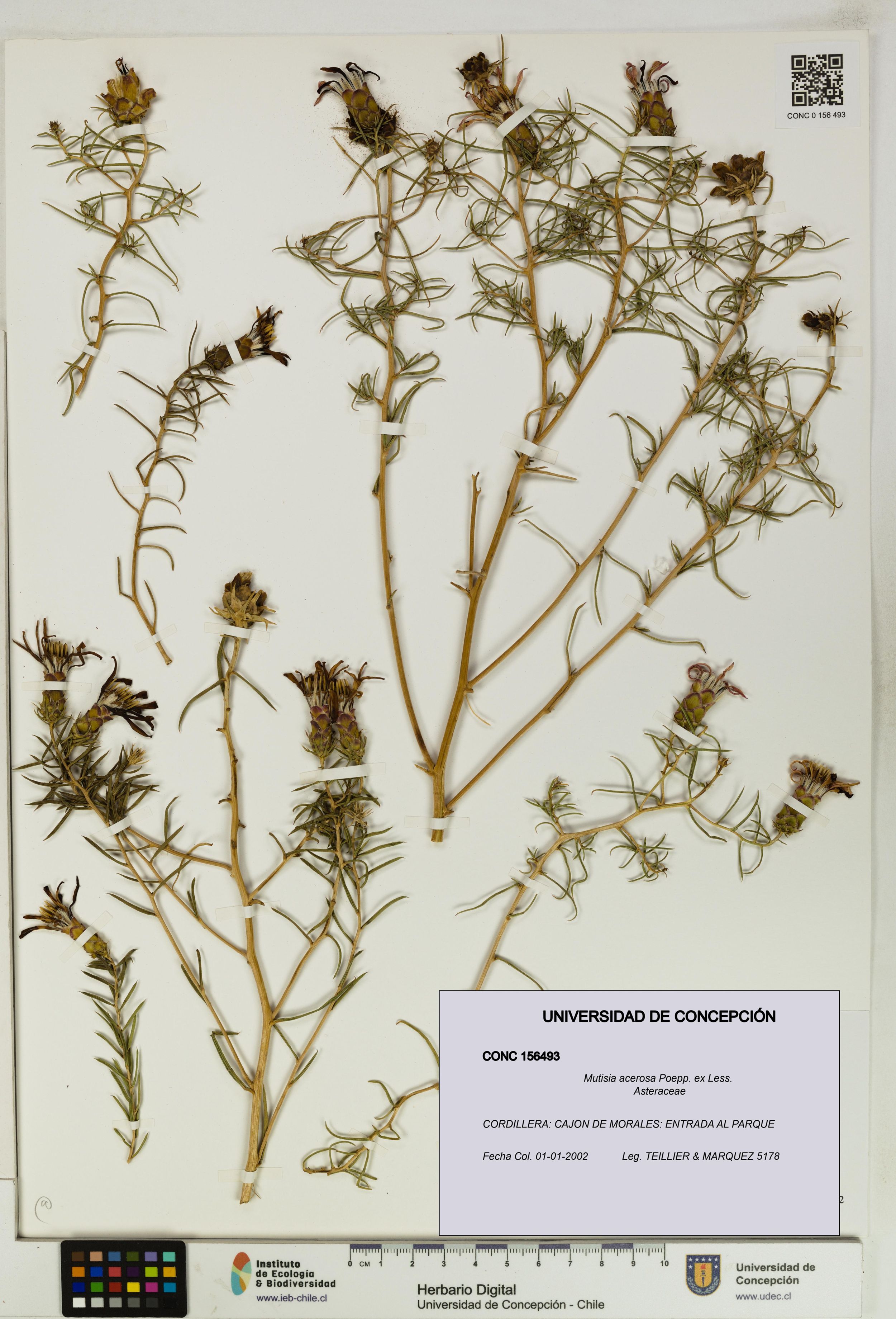 Mutisia acerosa [Espécimen: ]
