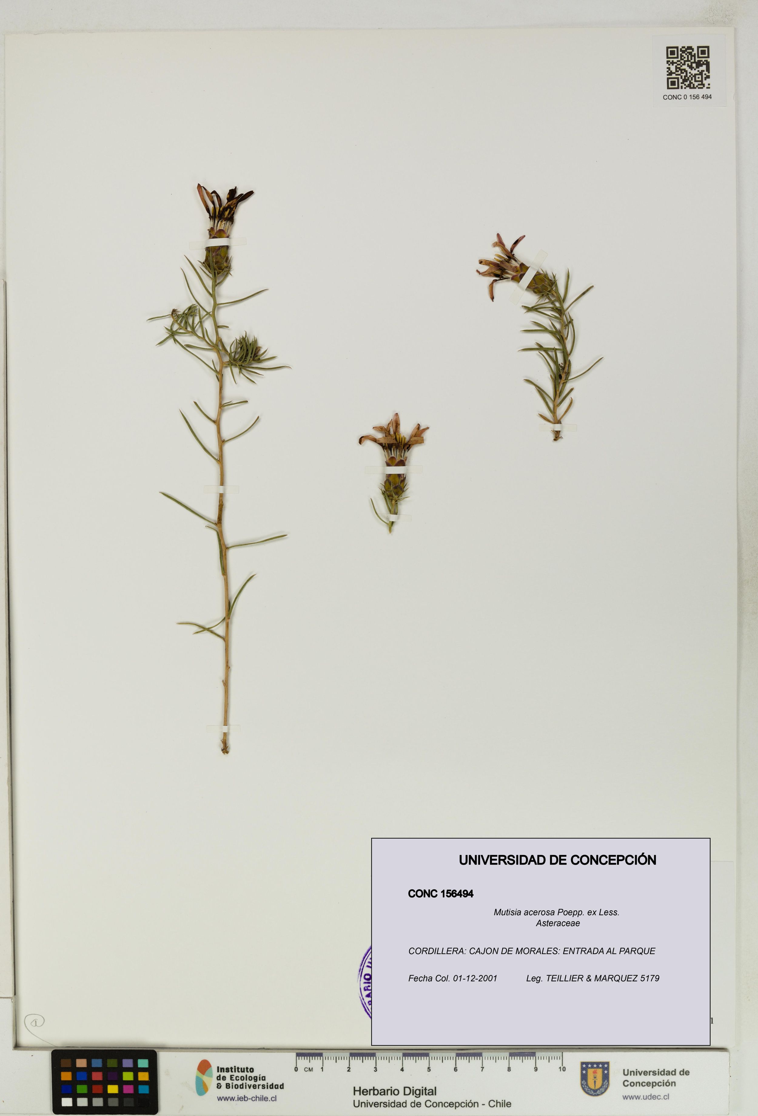 Mutisia acerosa [Espécimen: ]