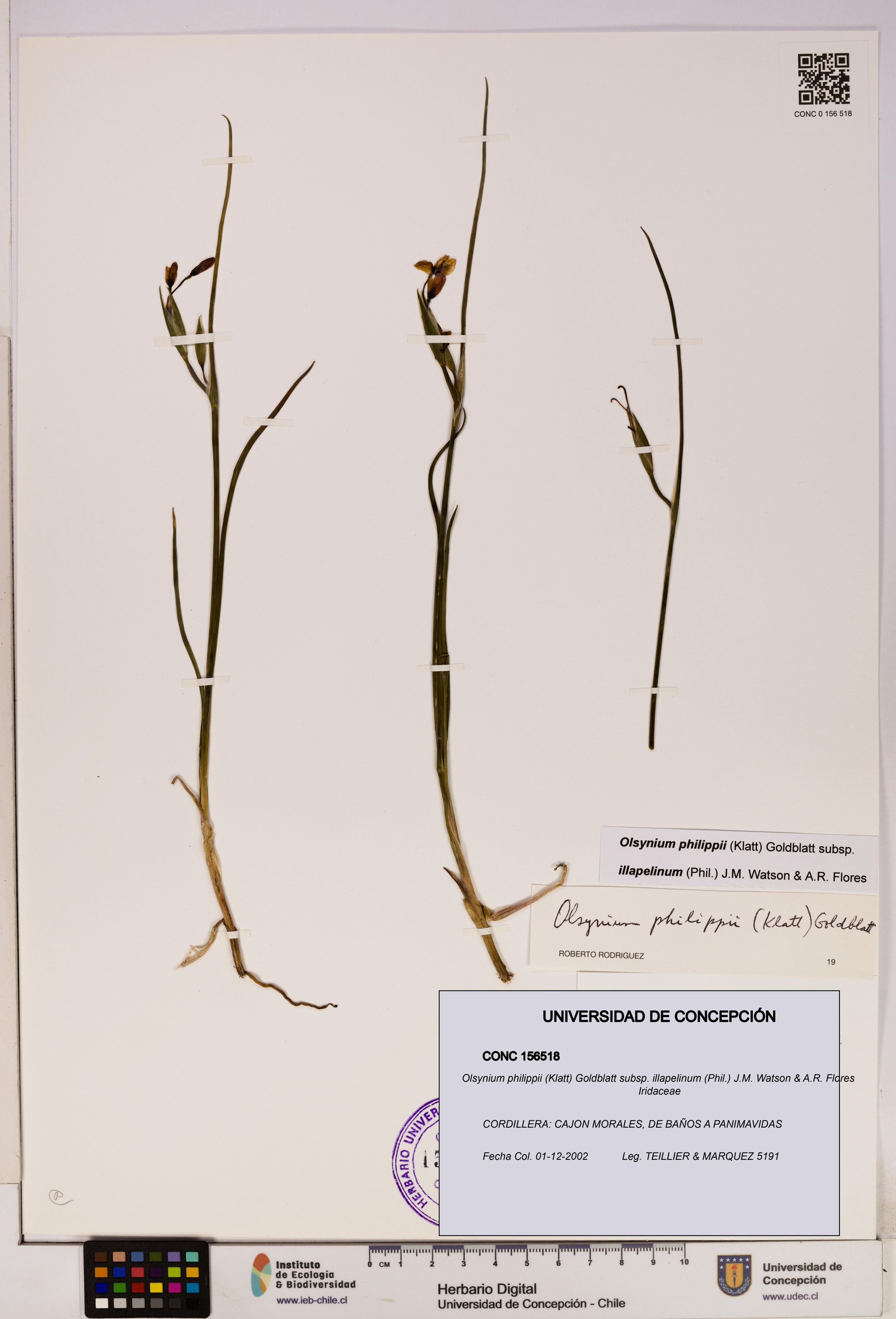 Olsynium philippii subsp. illapelinum [Espécimen: ]