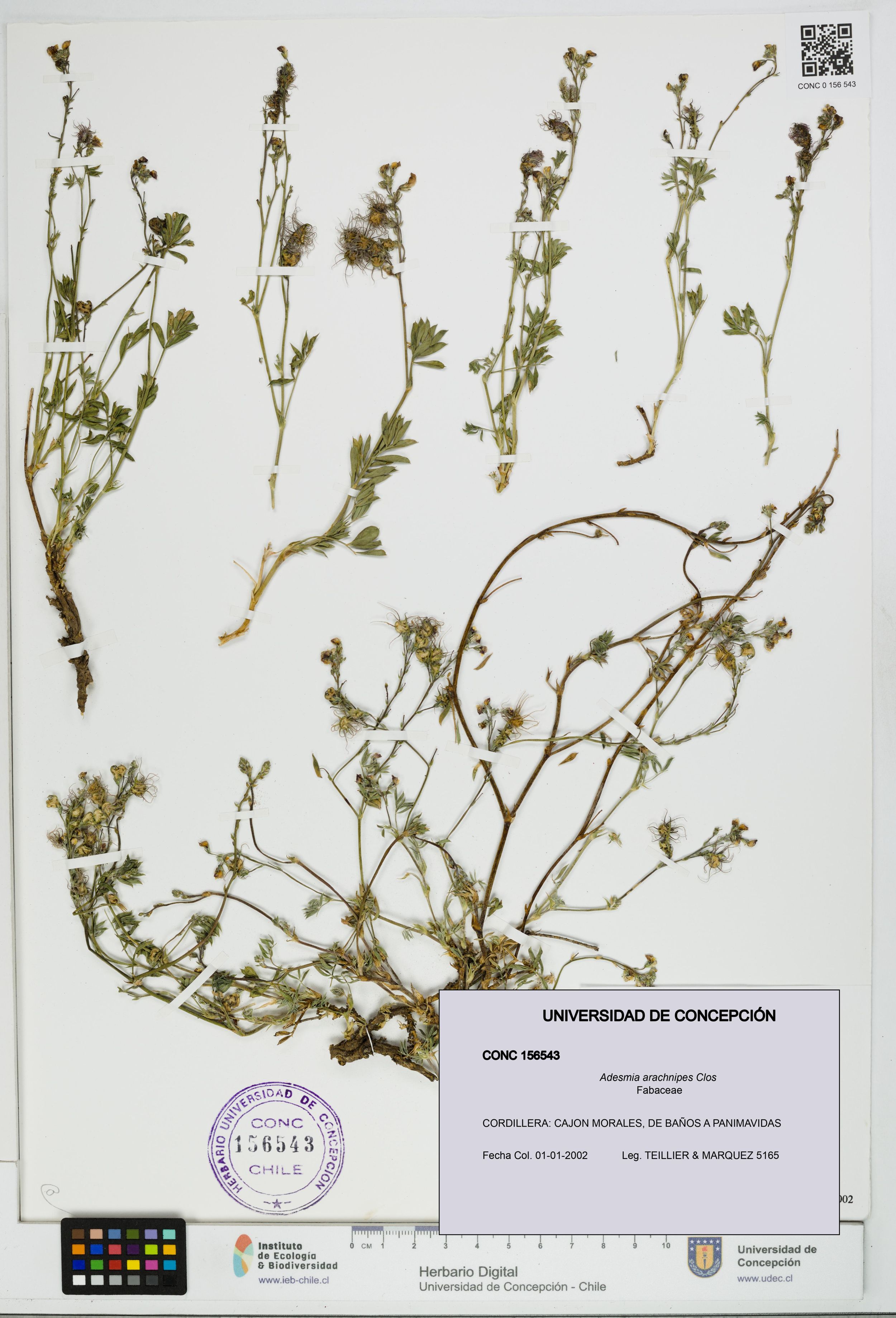 Adesmia arachnipes [Espécimen: ]