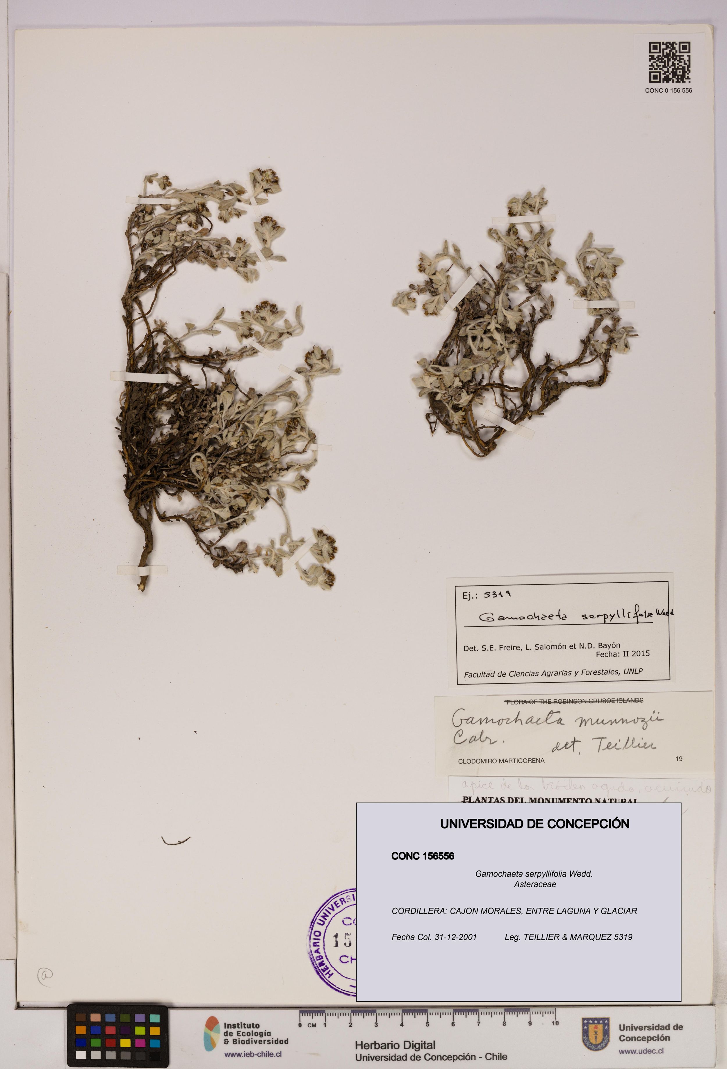 Gamochaeta serpyllifolia [Espécimen: ]